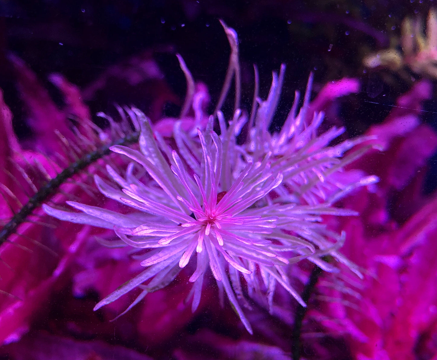 Ludwigia inclinata cuba white edge