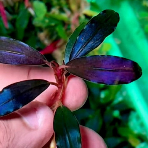 BUCEPHALANDRA BROWNIE BLACK ANGEL