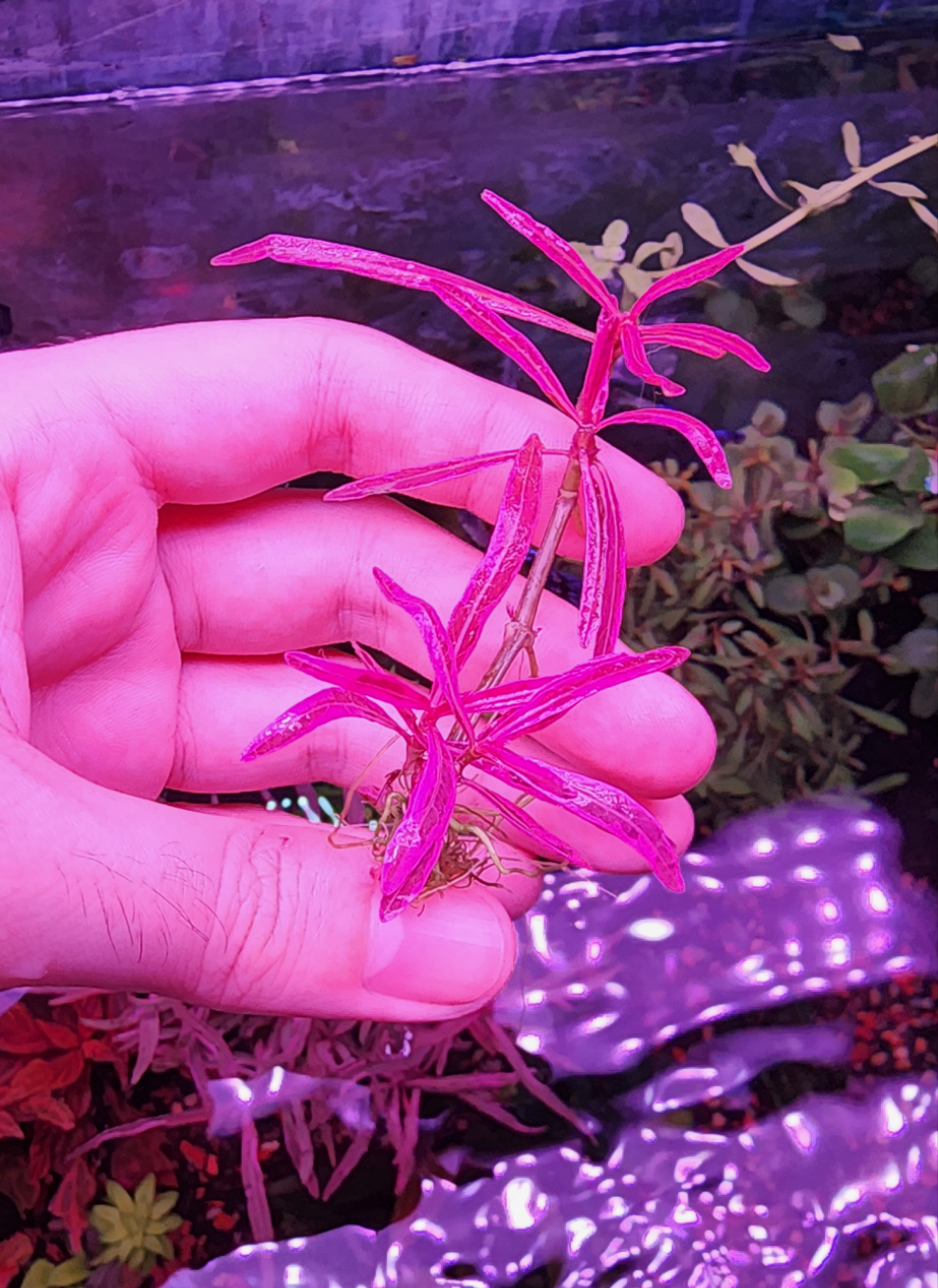 Hygrophila Chai