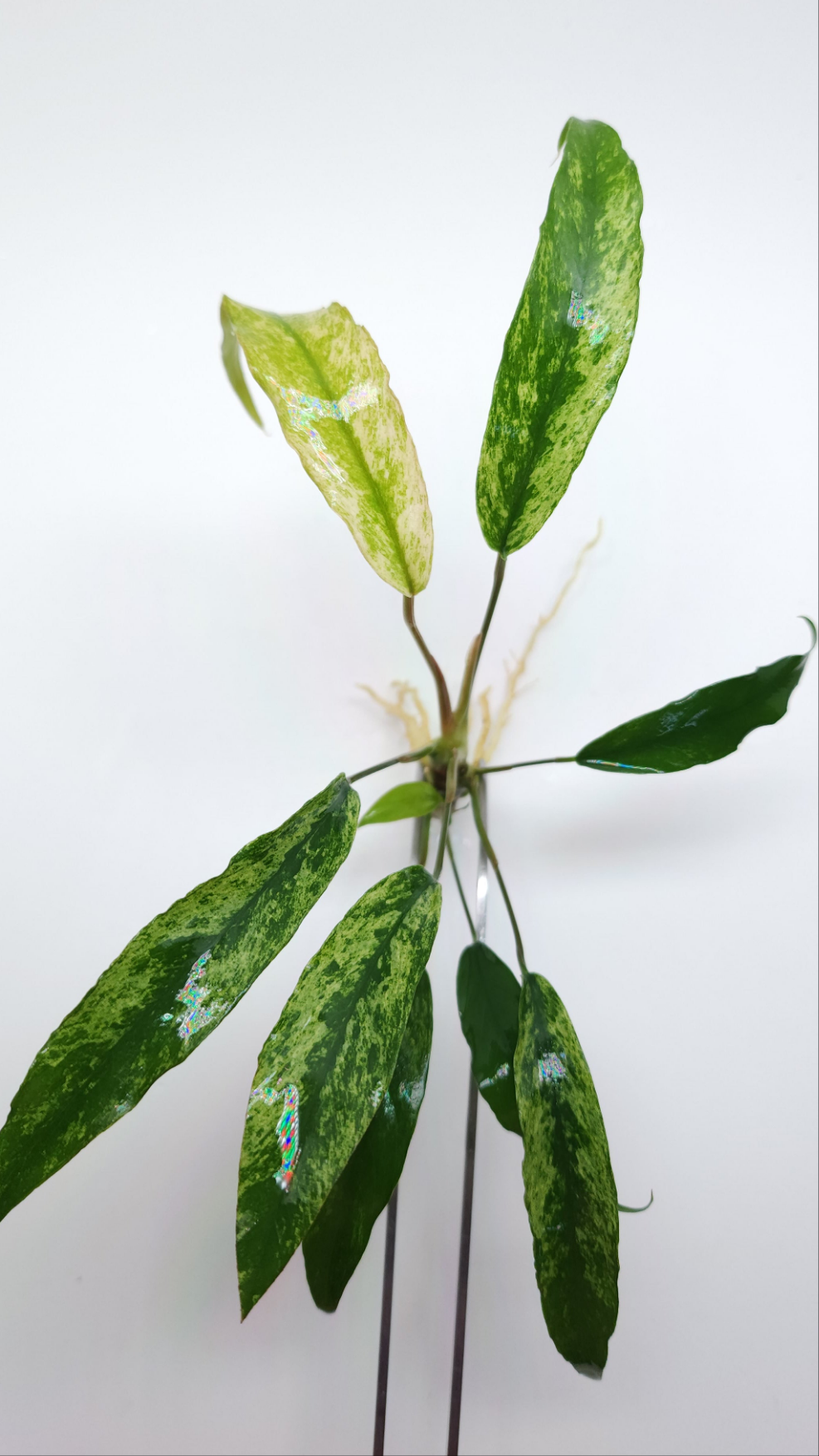 Anubias Barteri var Glabra (Minima)