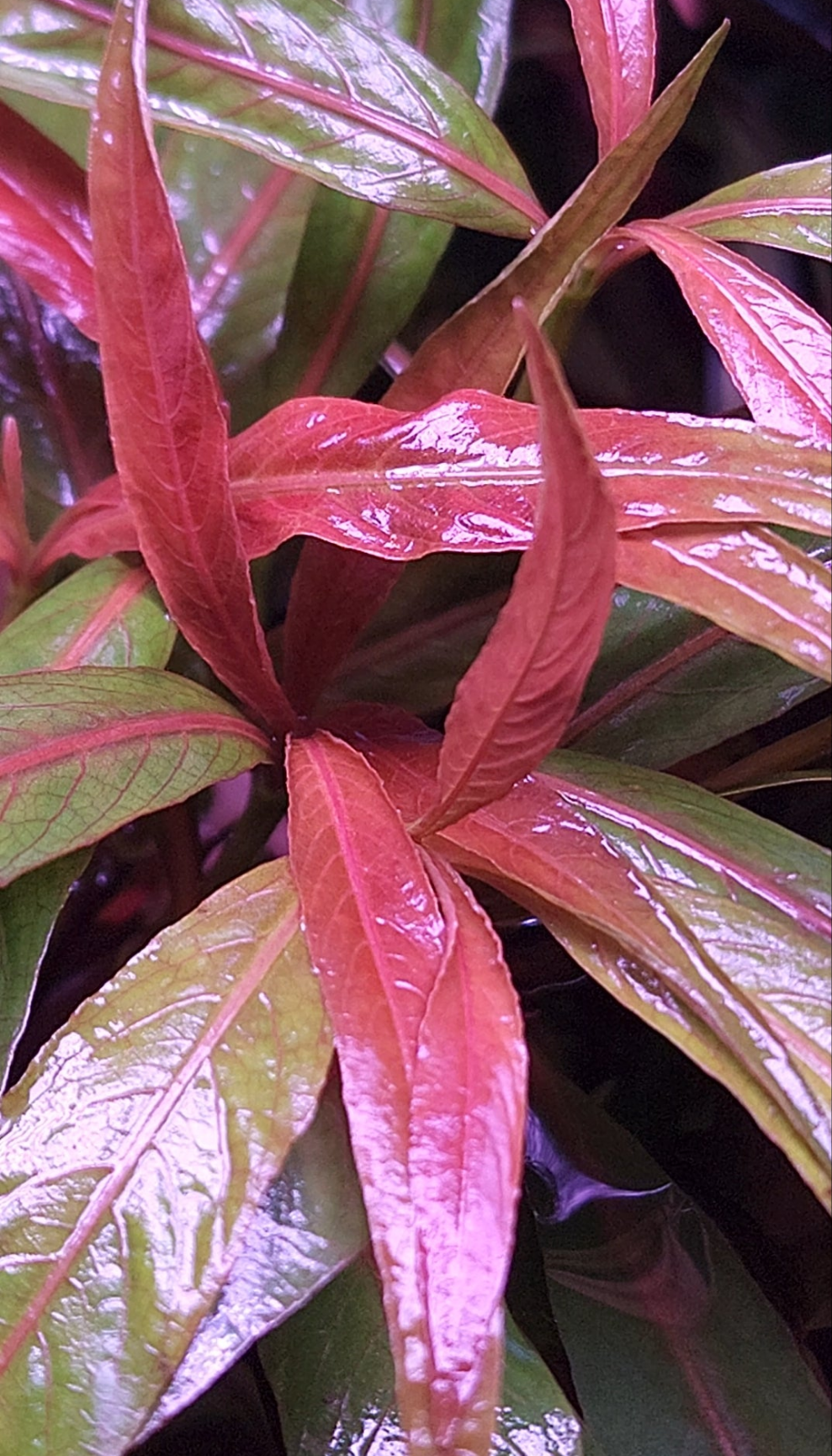 Hygrophila salicifolia rubra