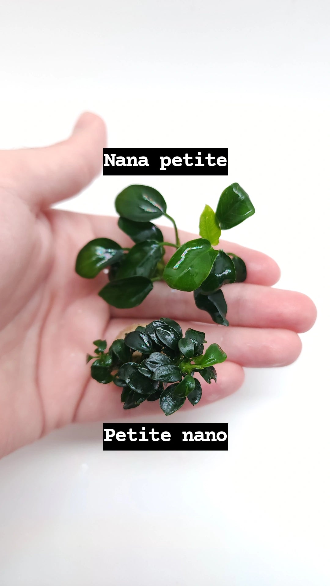 Anubias barteri var nana (petite nano)