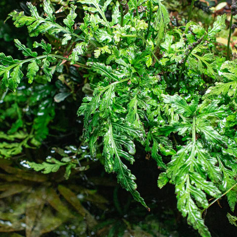 Bolbitis heudelotii var. difformis