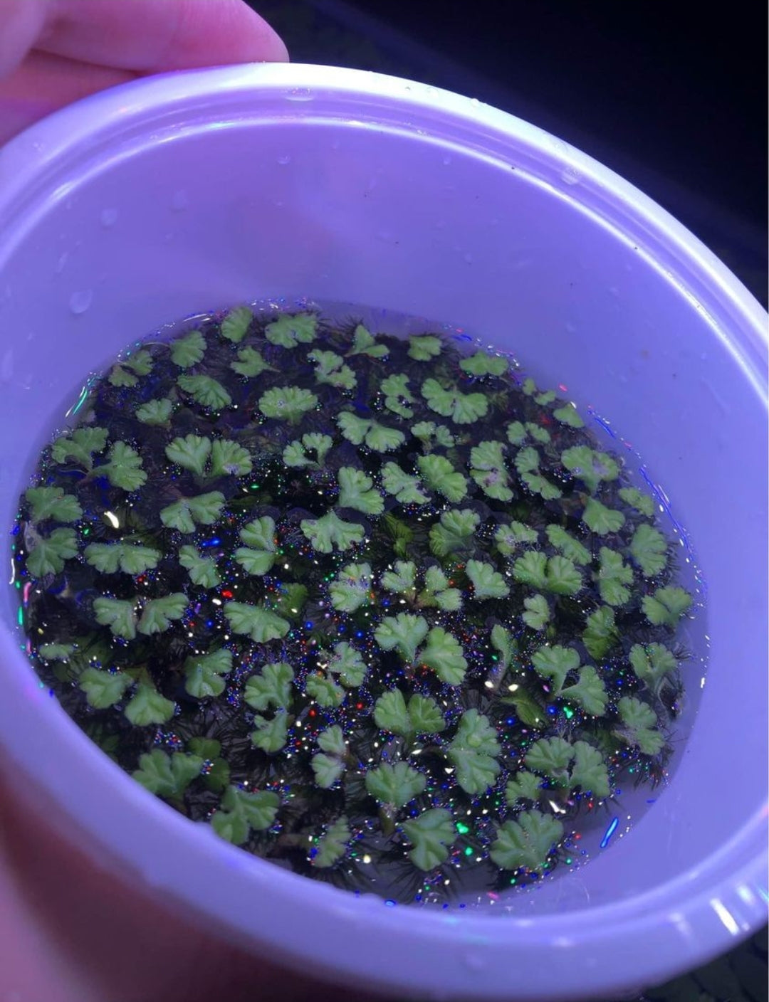 Ricciocarpos natans