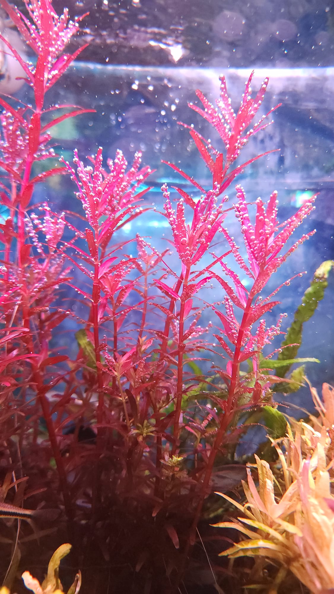Rotala rotundifolia "Blood Red" sg variant