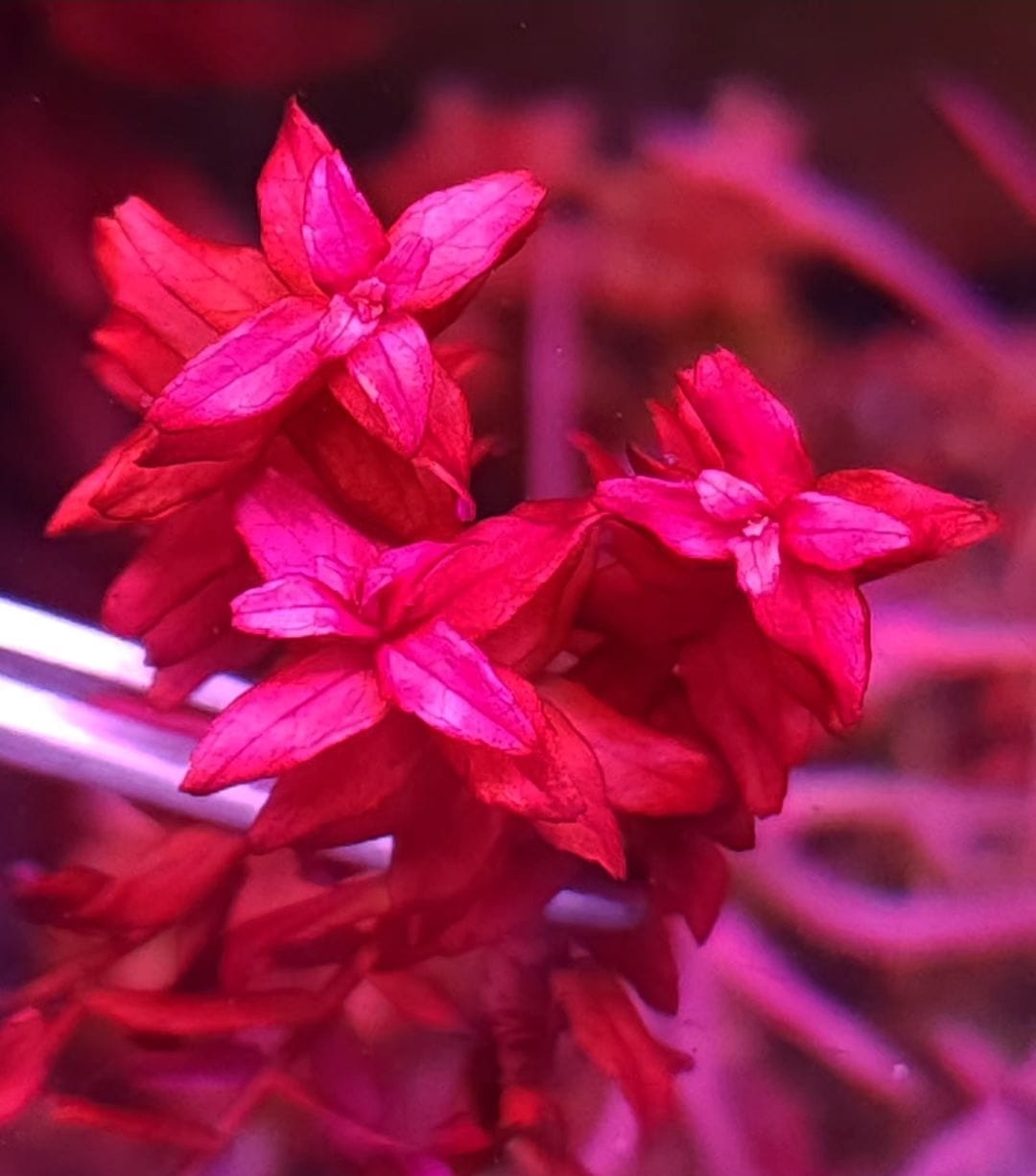 Rotala macandra mini butterfly type 2