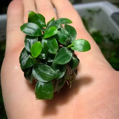 Anubias barteri var Nana (Bonsai)