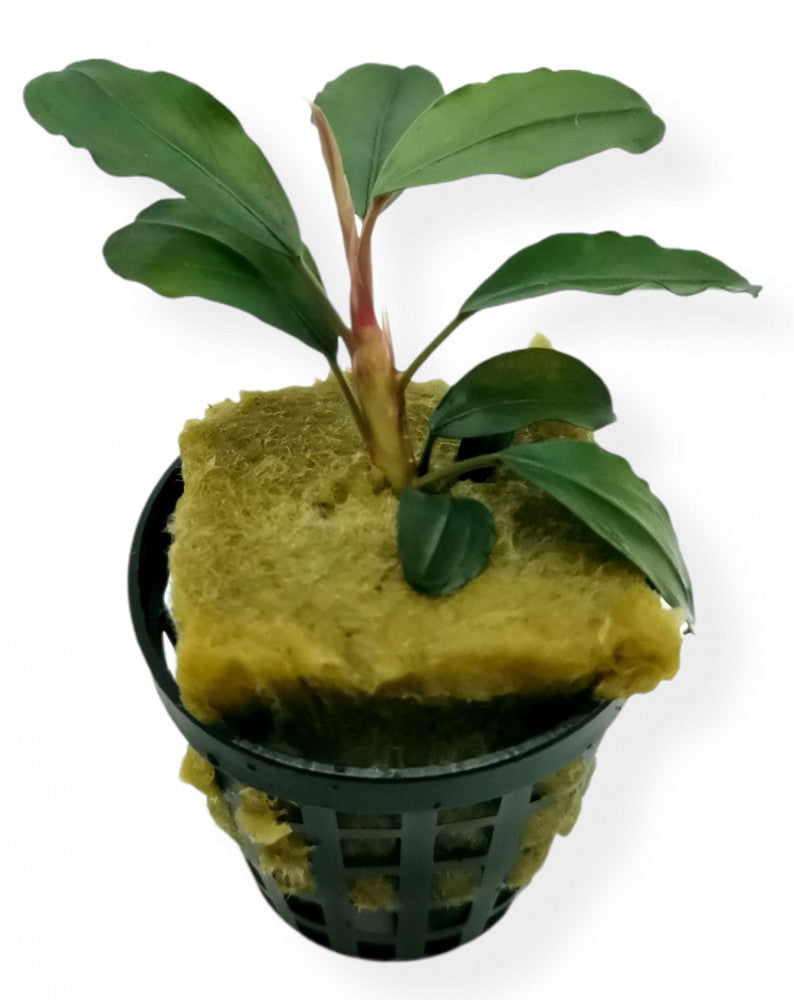 BUCEPHALANDRA SP. THEIA