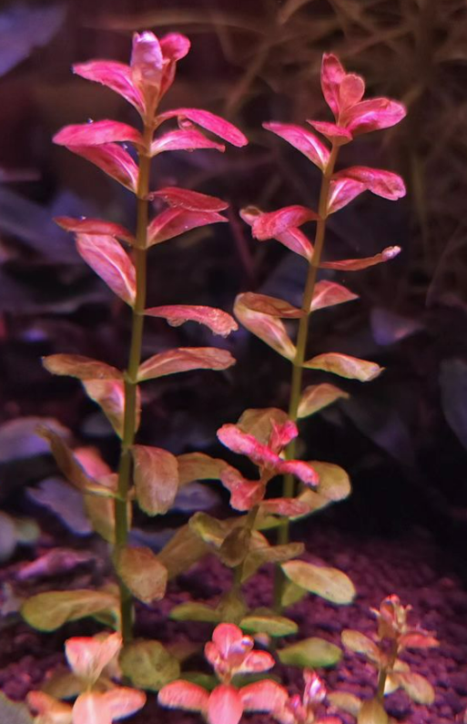 Cuphea anagalloidea