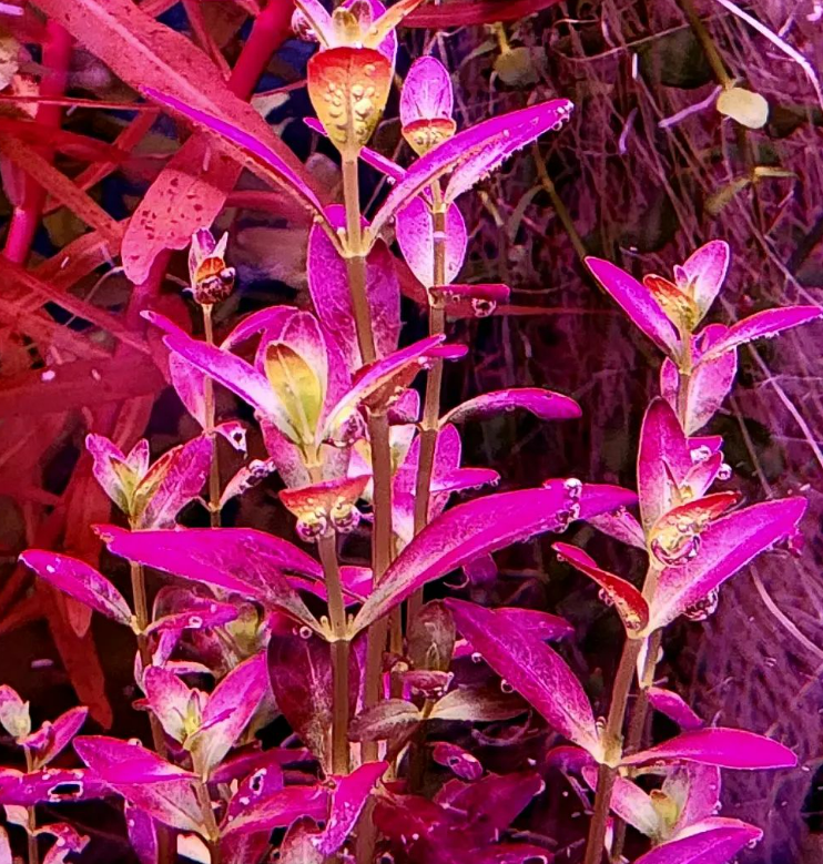 Rotala ramosior Florida