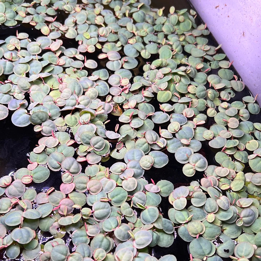 Phyllanthus fluitans (Red Root Floater)