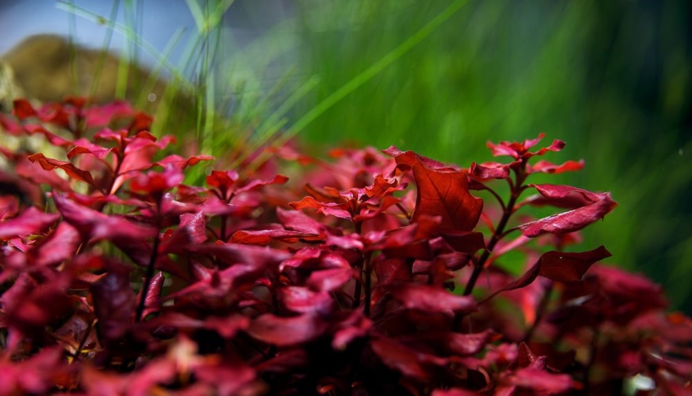 Ludwigia palustris super red