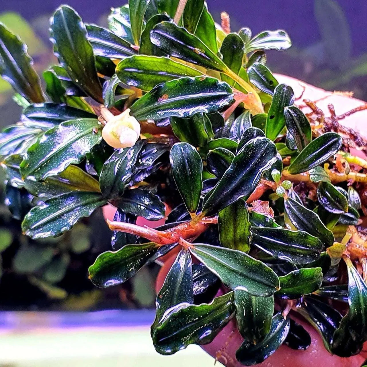 Bucephalandra sp. Brownie 大群生株