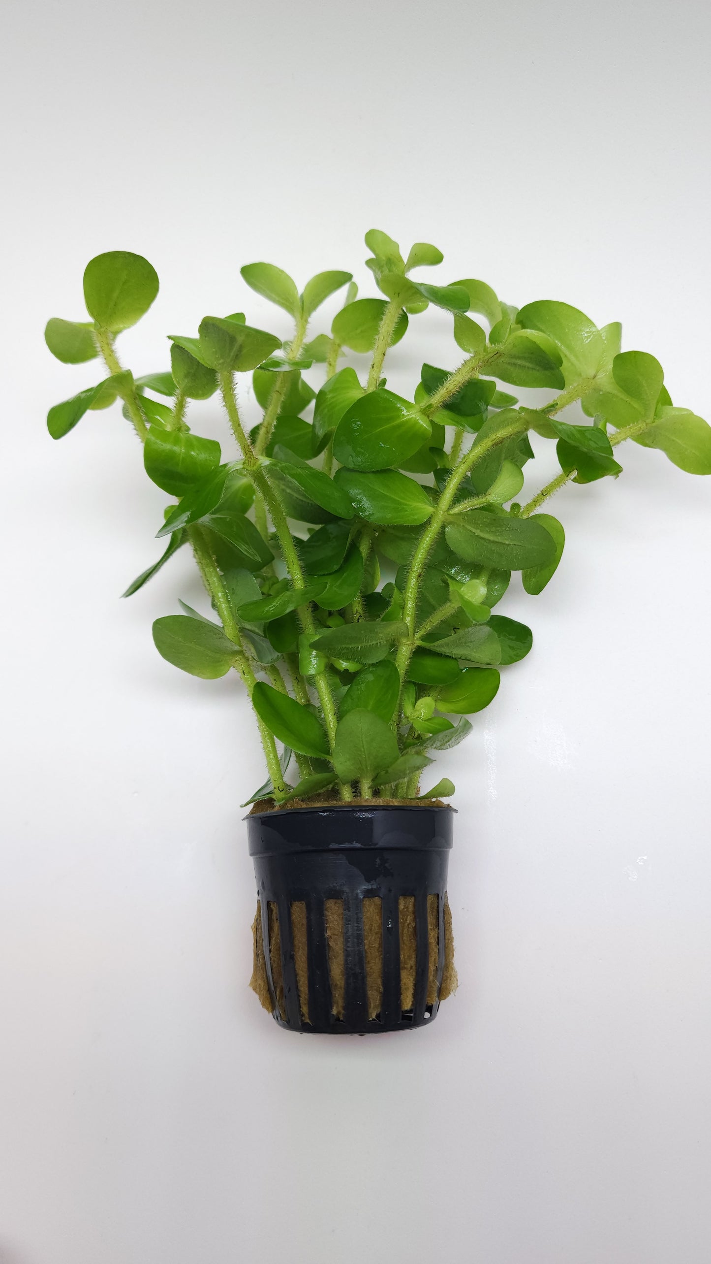 Bacopa Lanigera