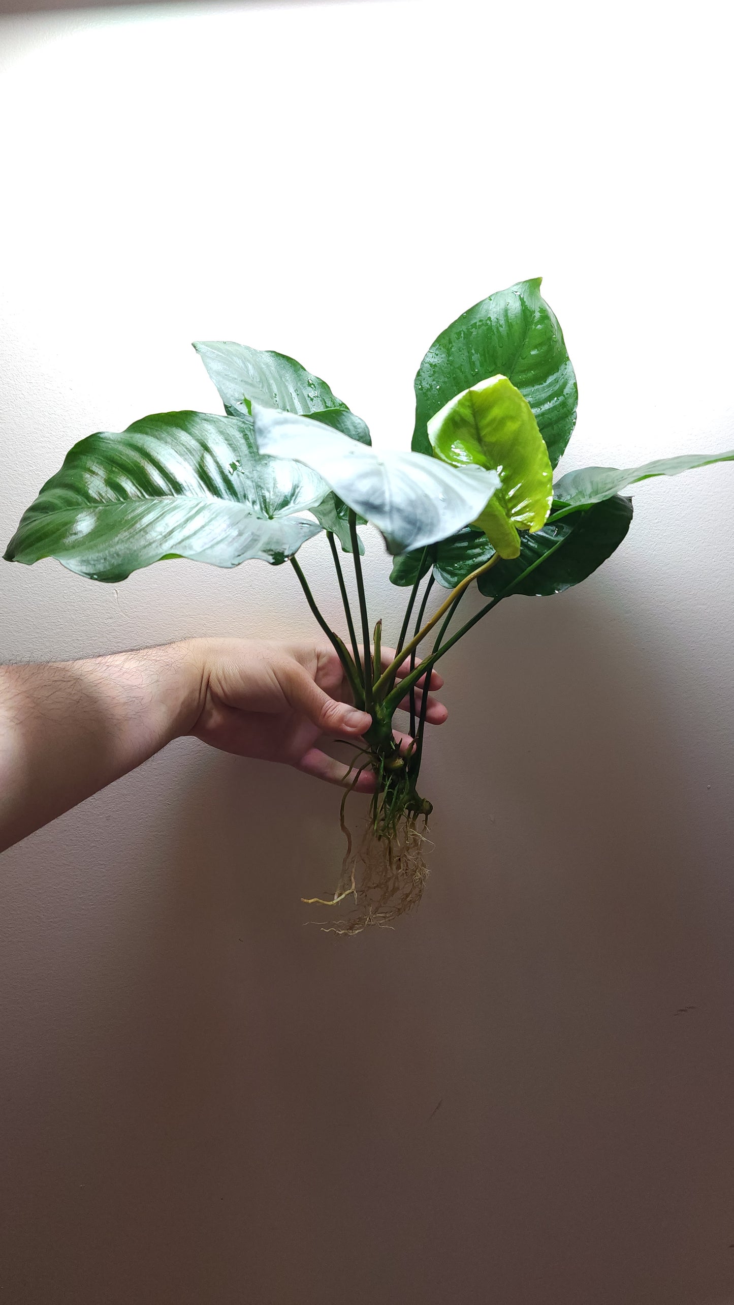 Anubias barteri broad leaf Extra Large