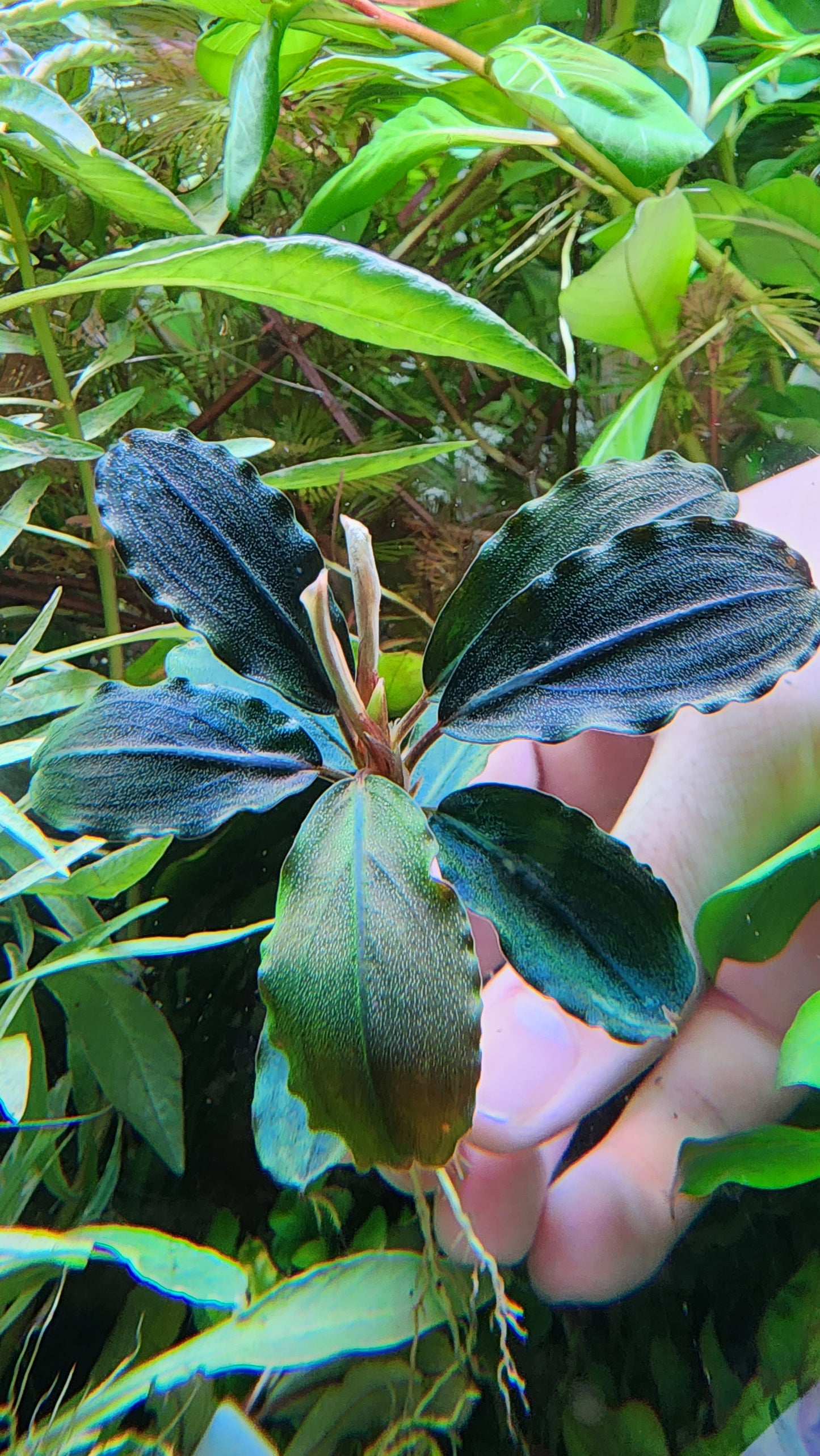 BUCEPHALANDRA SP. HADES