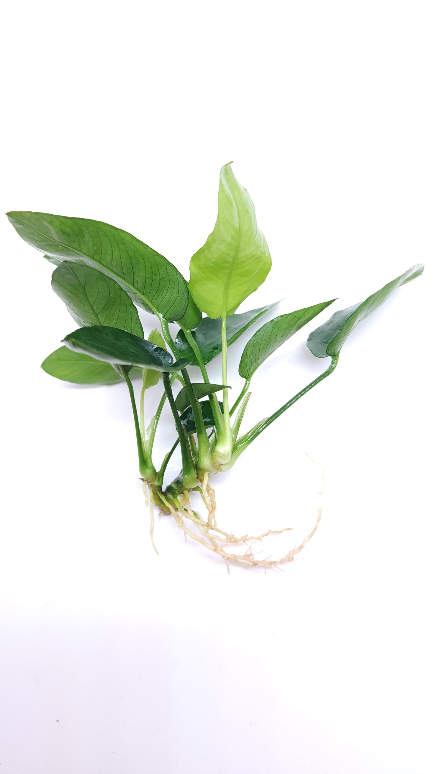 Anubias Barteri var Nana (Ovalis)