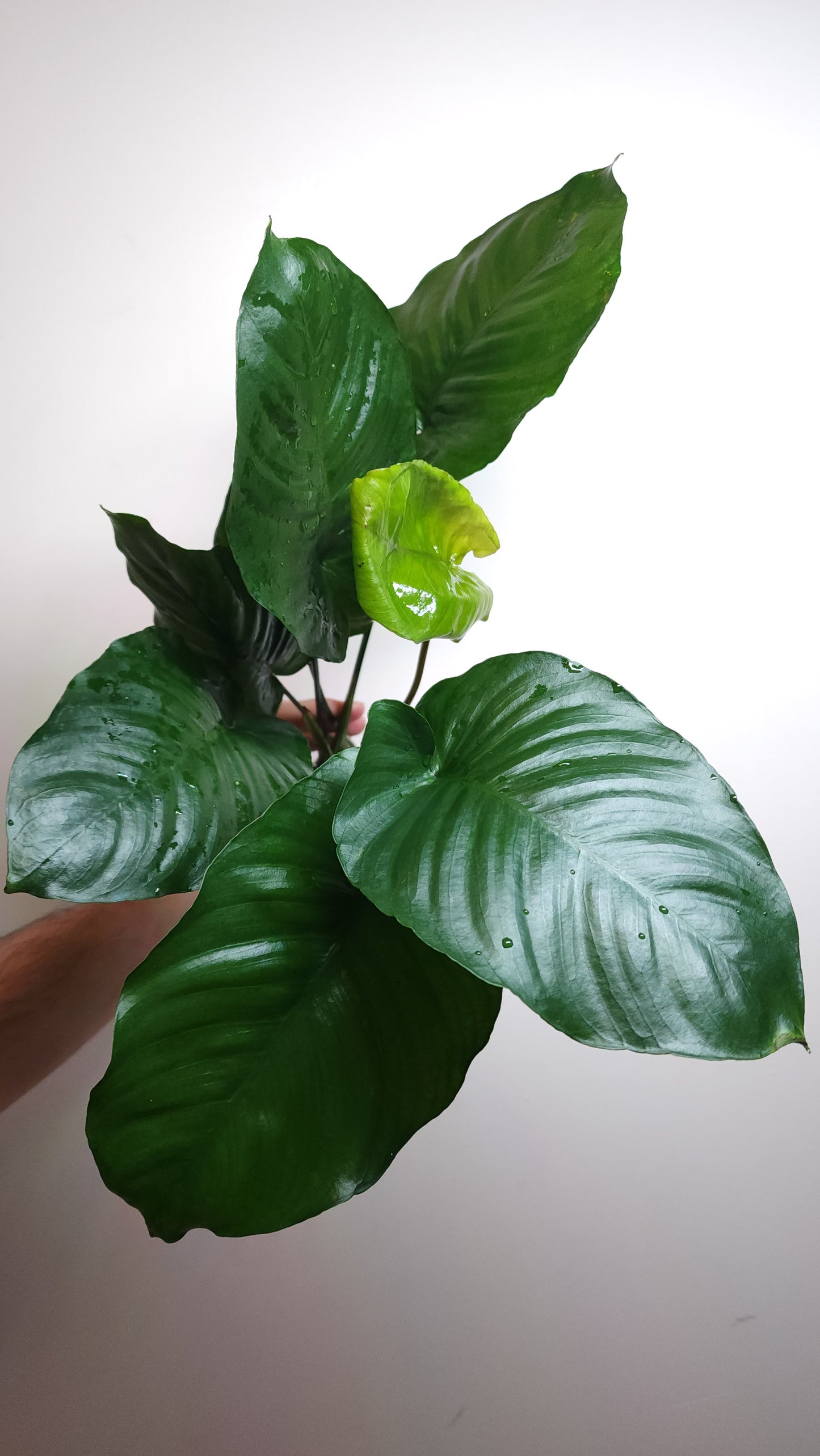 Anubias barteri broad leaf Extra Large