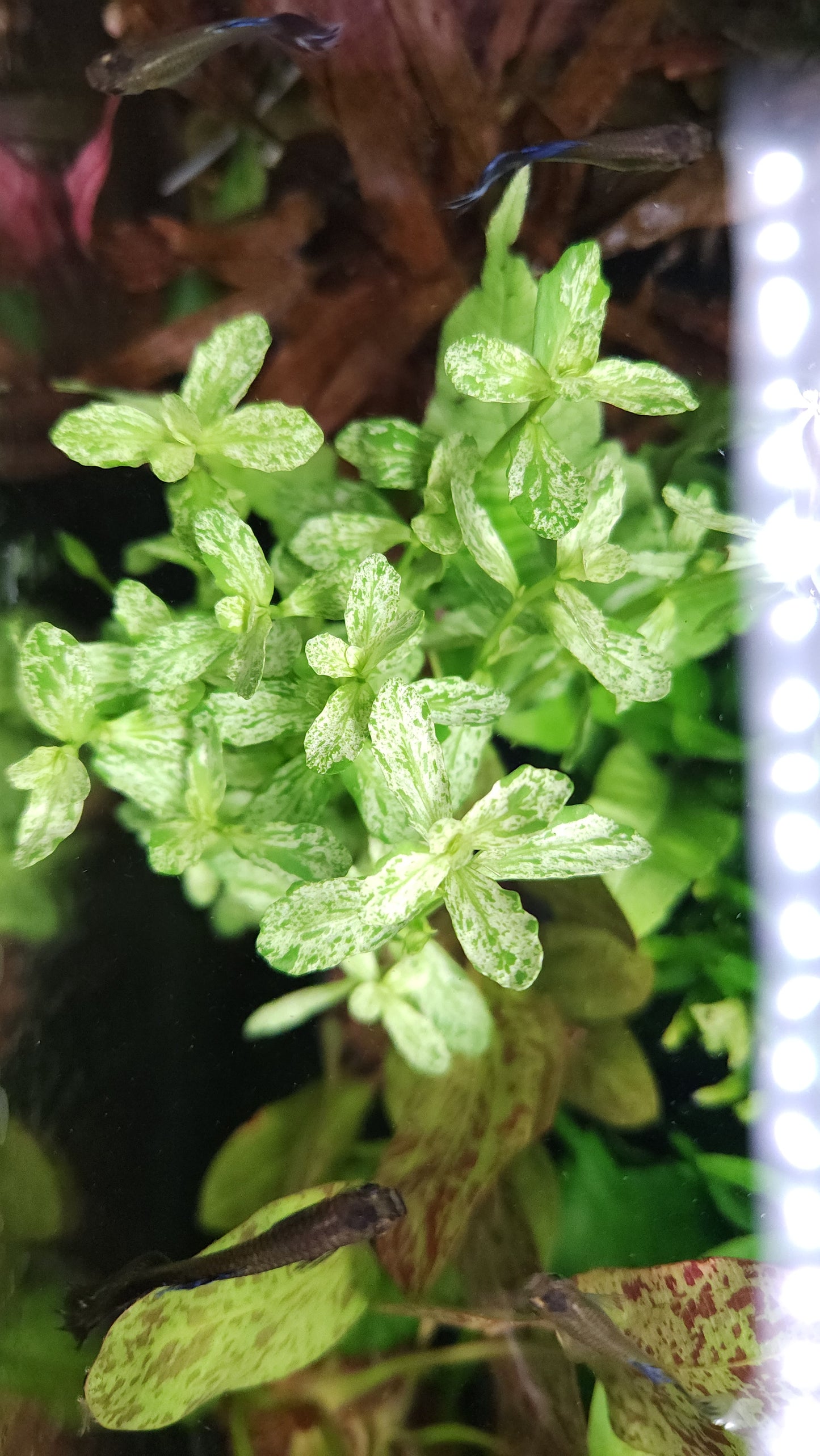 Bacopa Monnieri variegatus