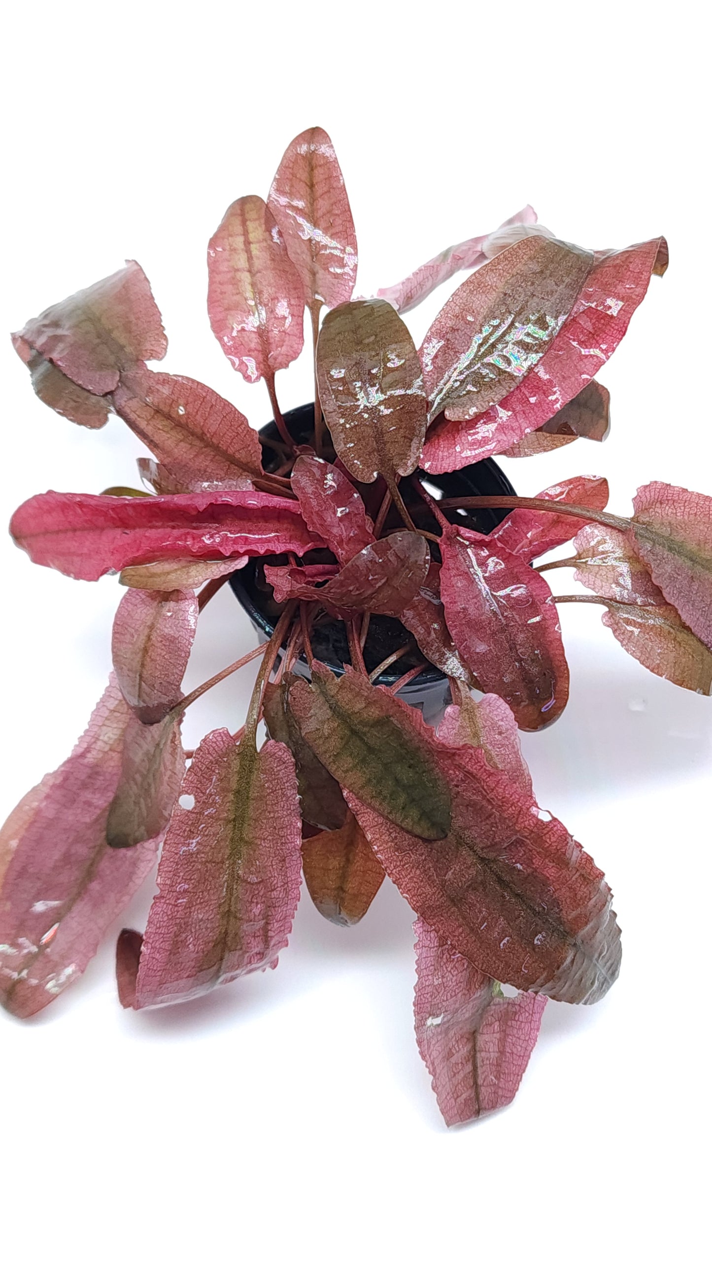 Cryptocoryne Wendtii Flamingo
