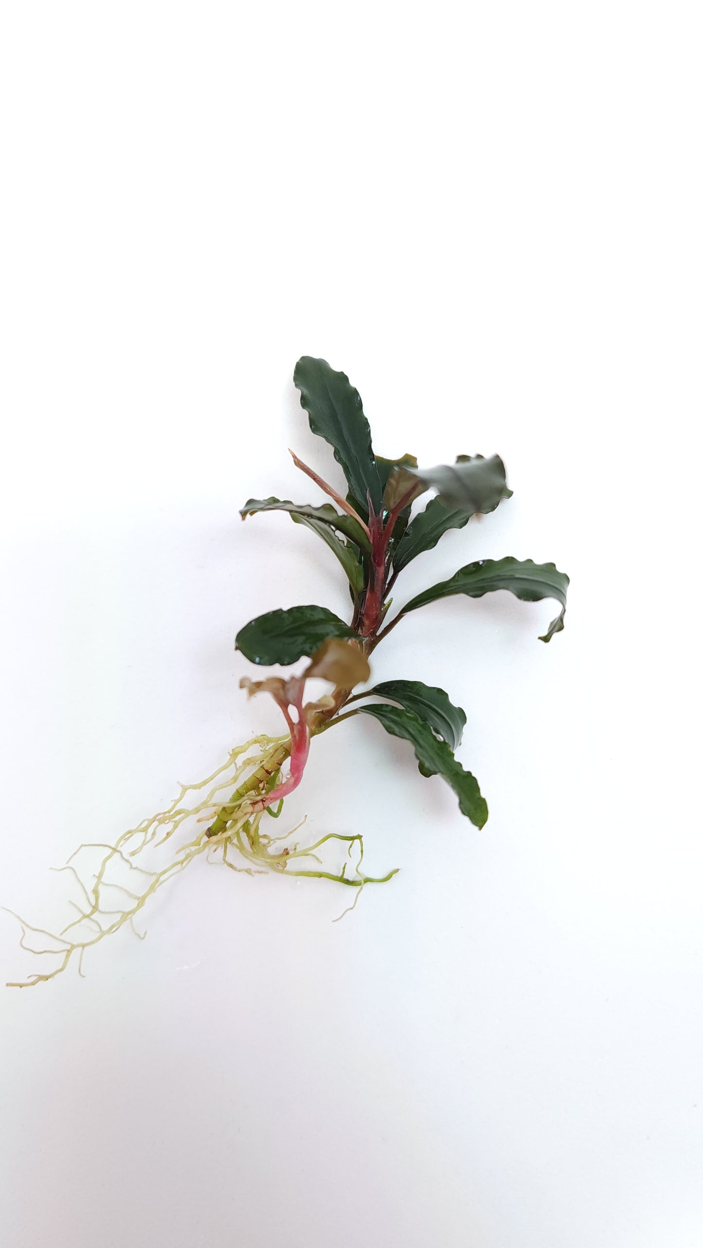 BUCEPHALANDRA ARTEMIS