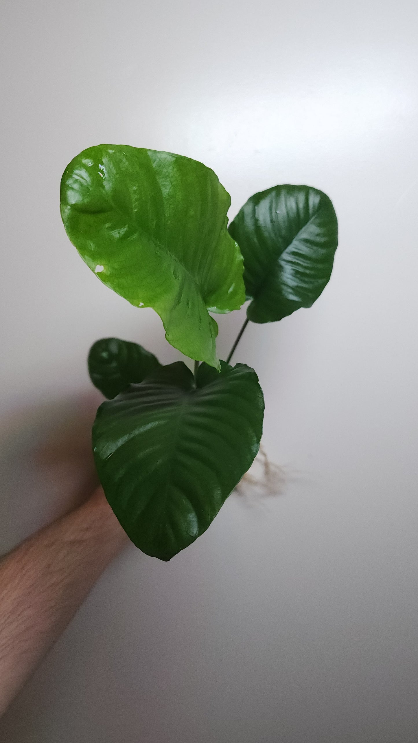 Anubias barteri var nana (wrinkle leaf) Extra Large