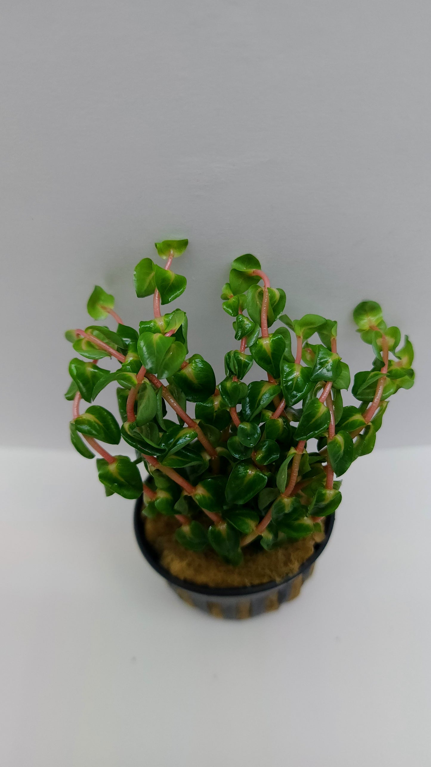 Rotala macrandra pearl