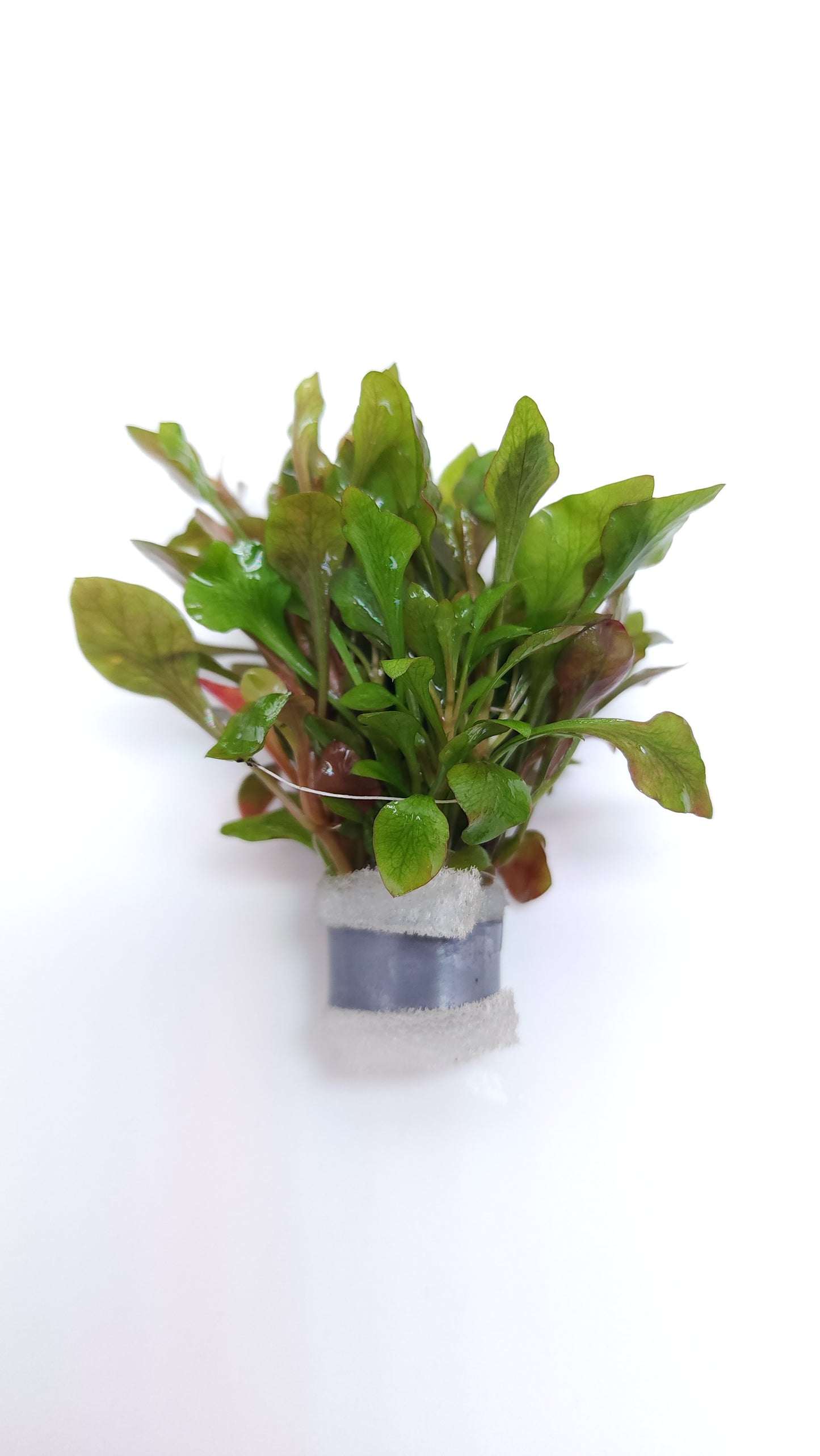 Alternanthera bettzickiana variegatus