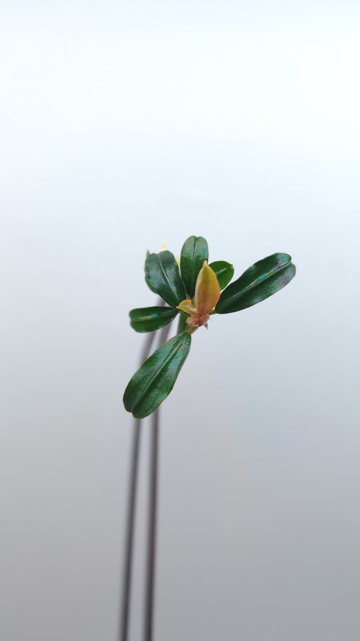 BUCEPHALANDRA BROWNIE PHOENIX