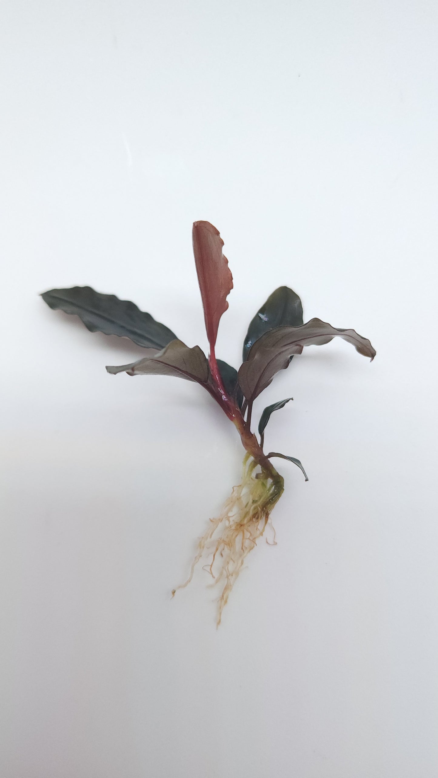 BUCEPHALANDRA SP. ROYAL RED