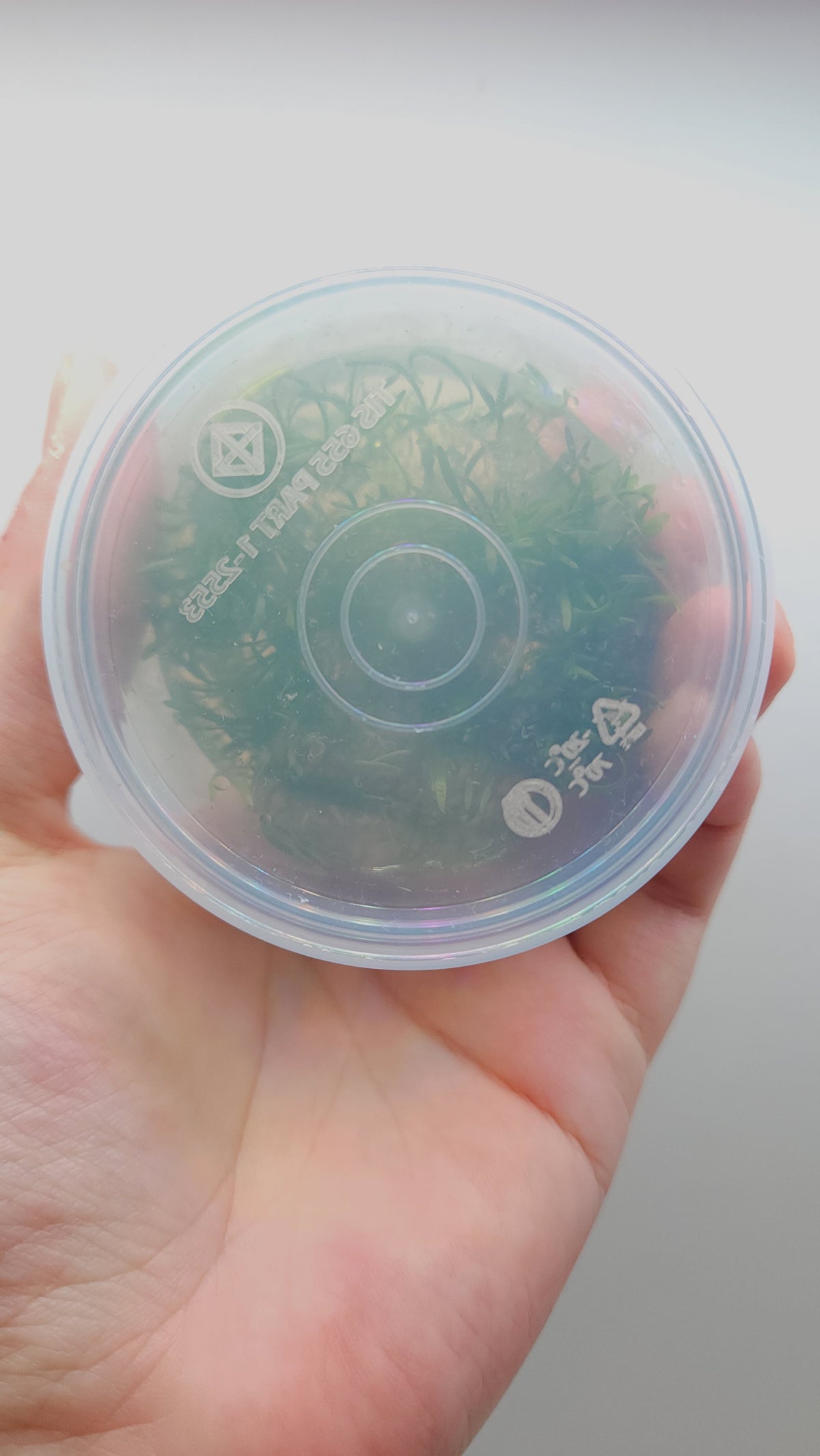 Lilaeopsis novae-zelandiae T/C CUP