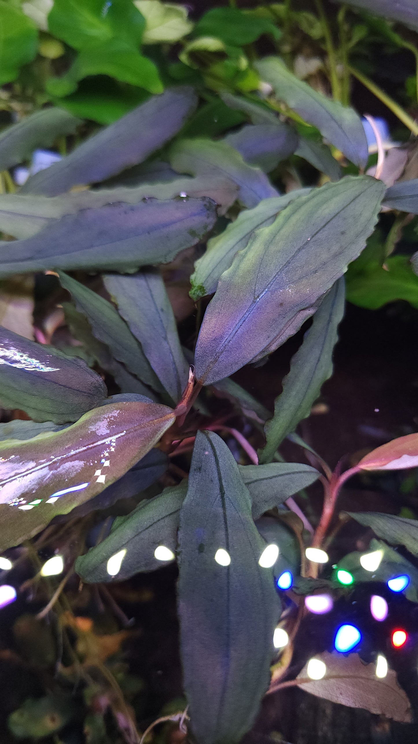 BUCEPHALANDRA SP. THEIA TYPE 3