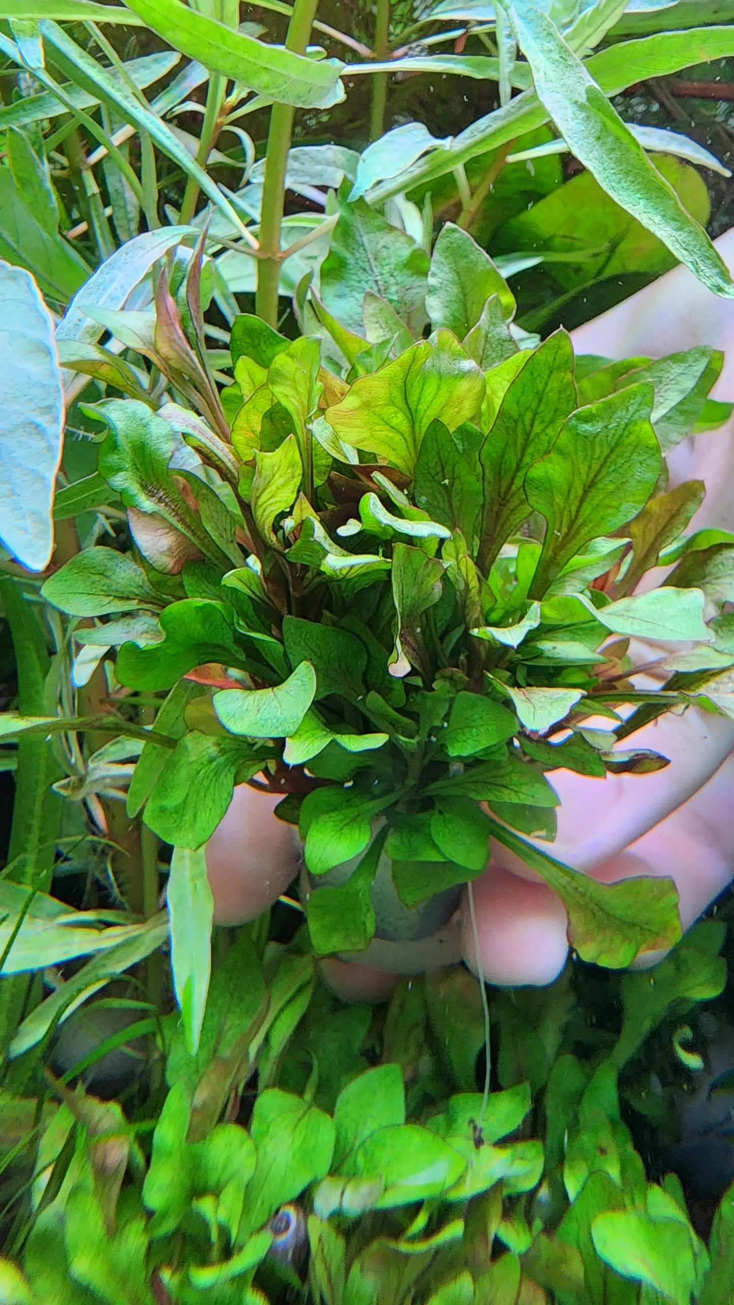 Alternanthera bettzickiana variegatus