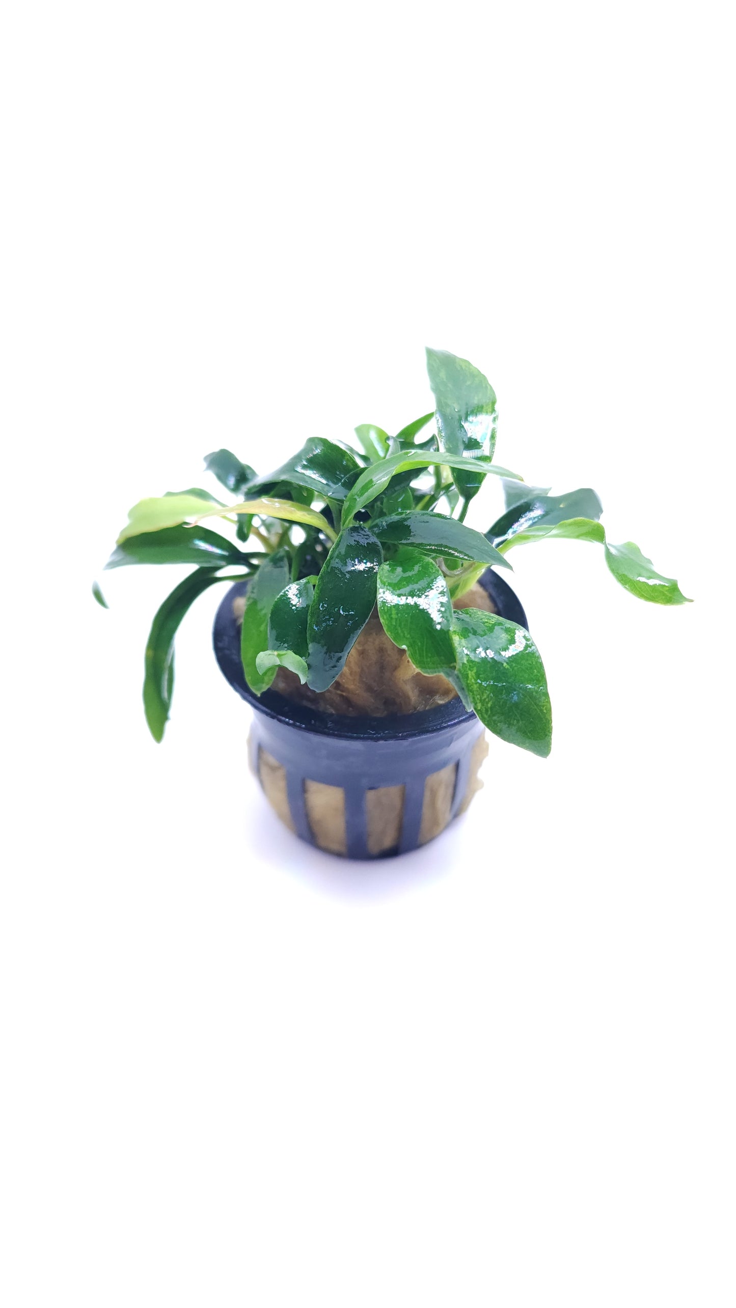 Anubias Chili Jalapeno