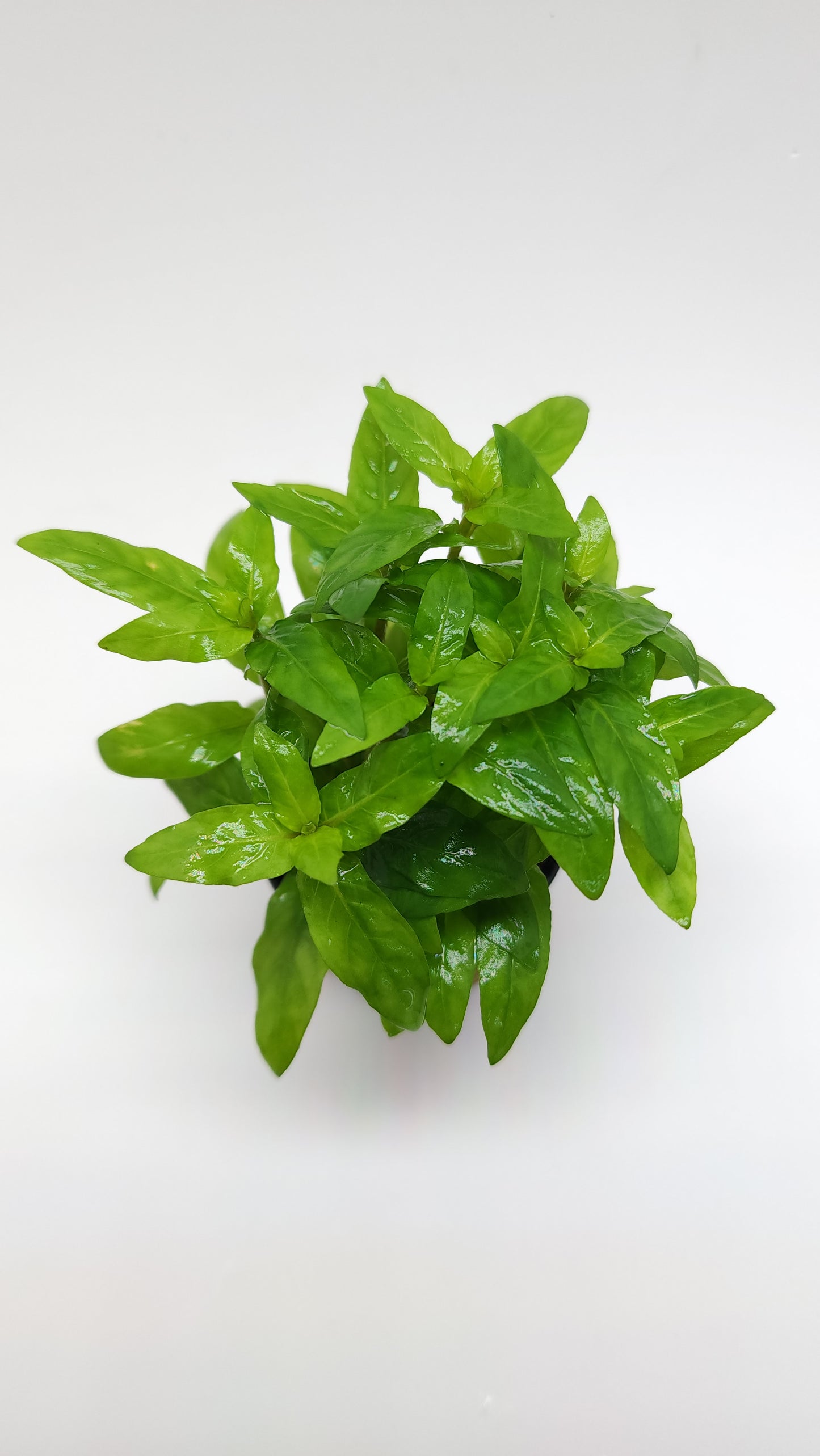 Staurogyne repens
