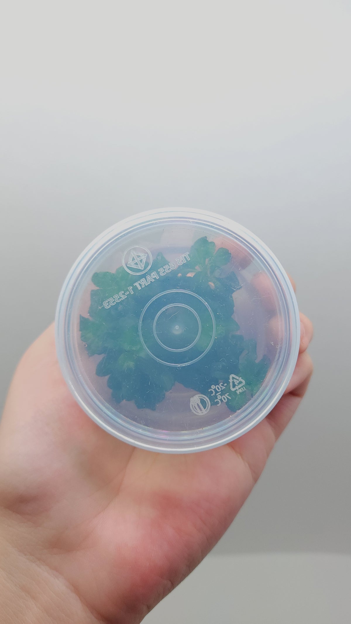 Ludwigia sphaerocarpa T/C CUP