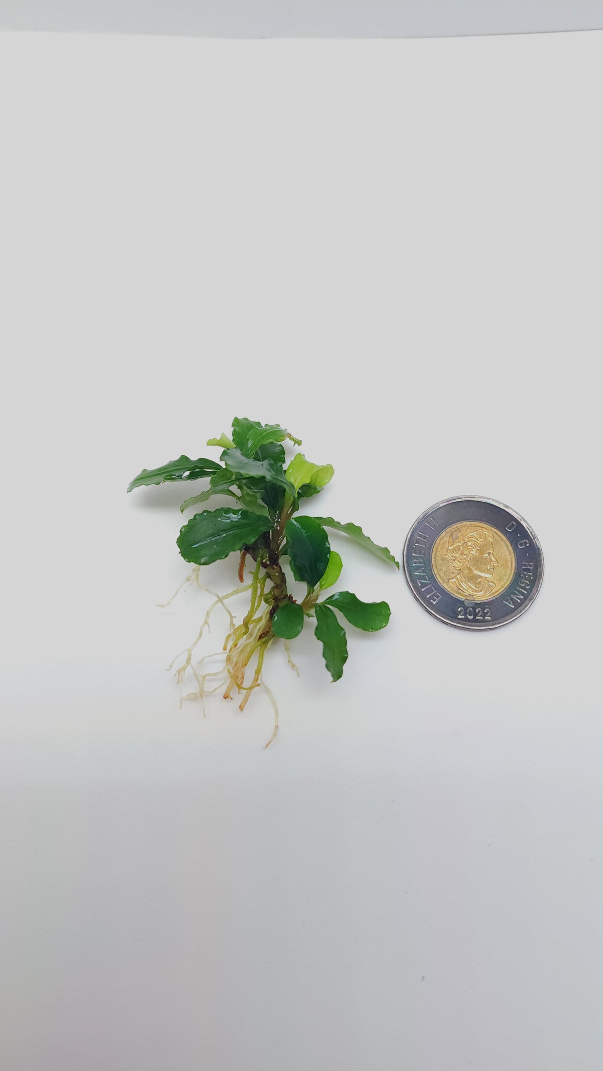 BUCEPHALANDRA SP. GREEN WAVY