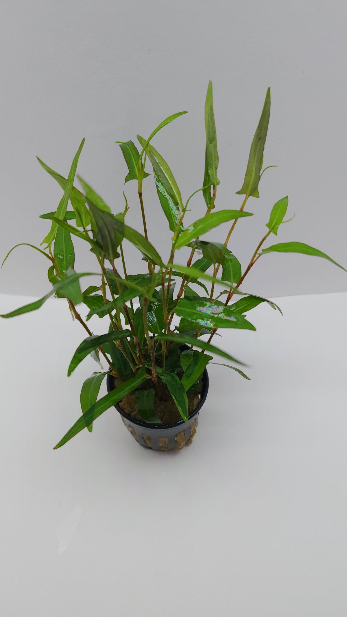 Persicaria praetermissum