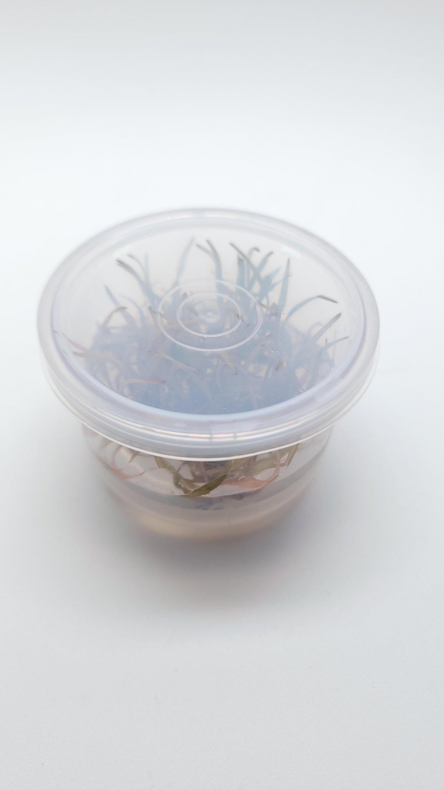 Cryptocoryne ferruginea sekadauensis T/C CUP