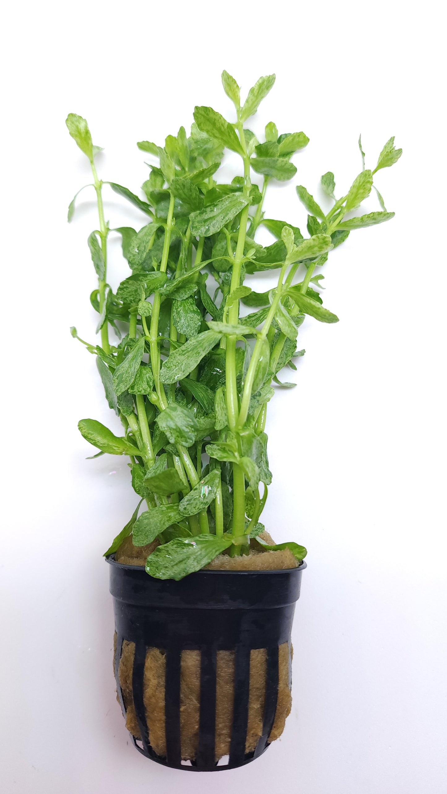 Bacopa Monnieri variegatus