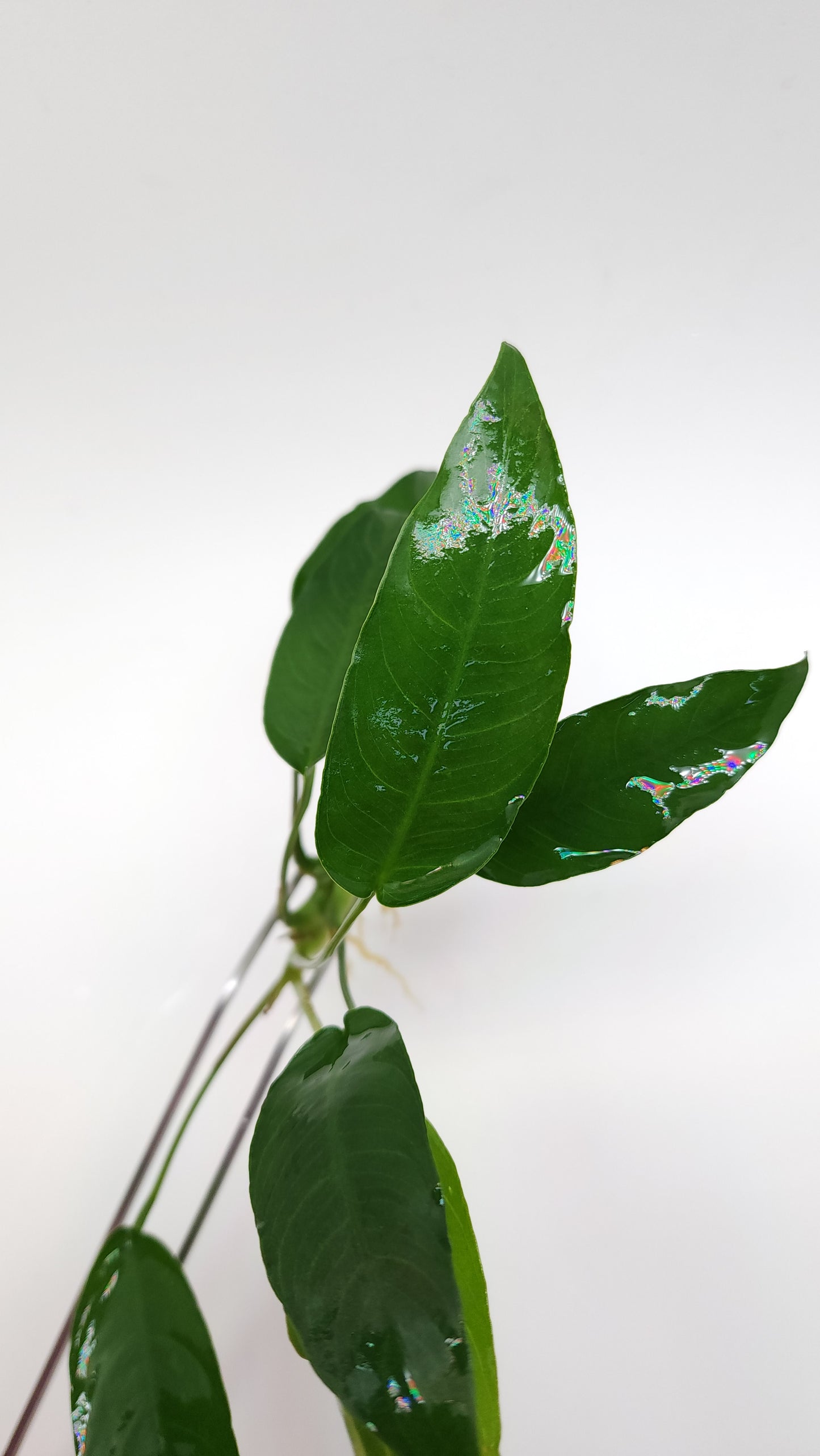 Anubias barteri short and sharp