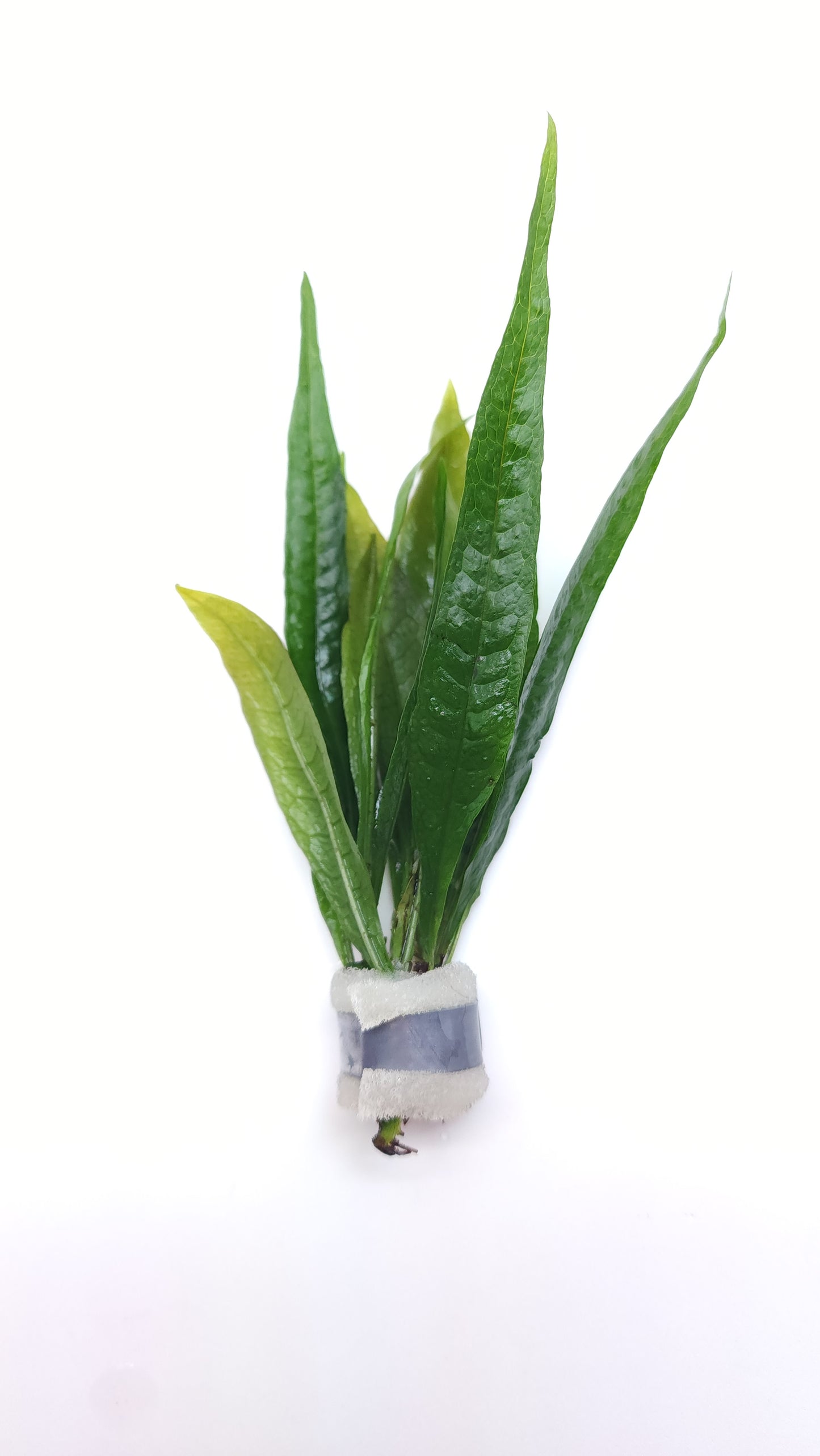 Microsorum pteropus black forest