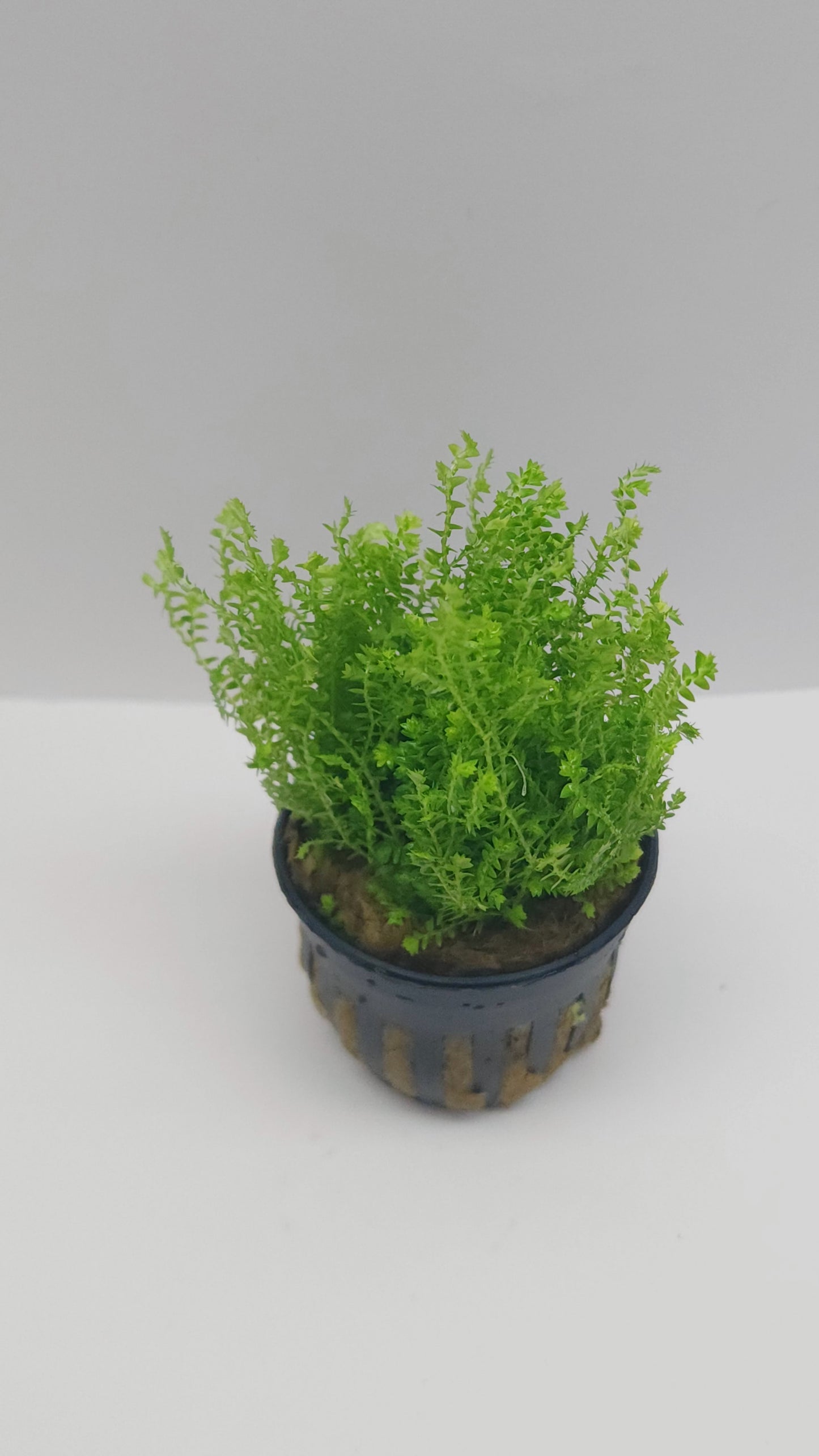 Selaginella kraussiana mini