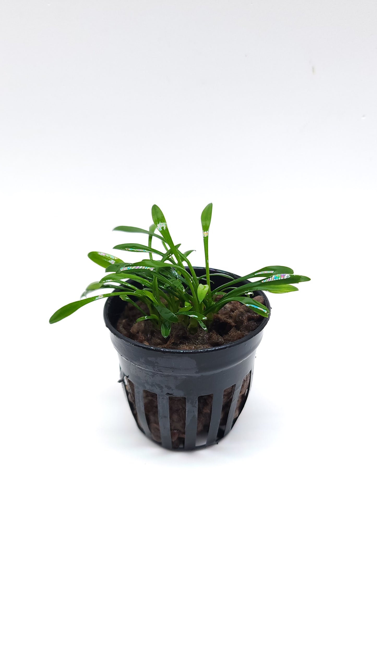 Cryptocoryne Parva