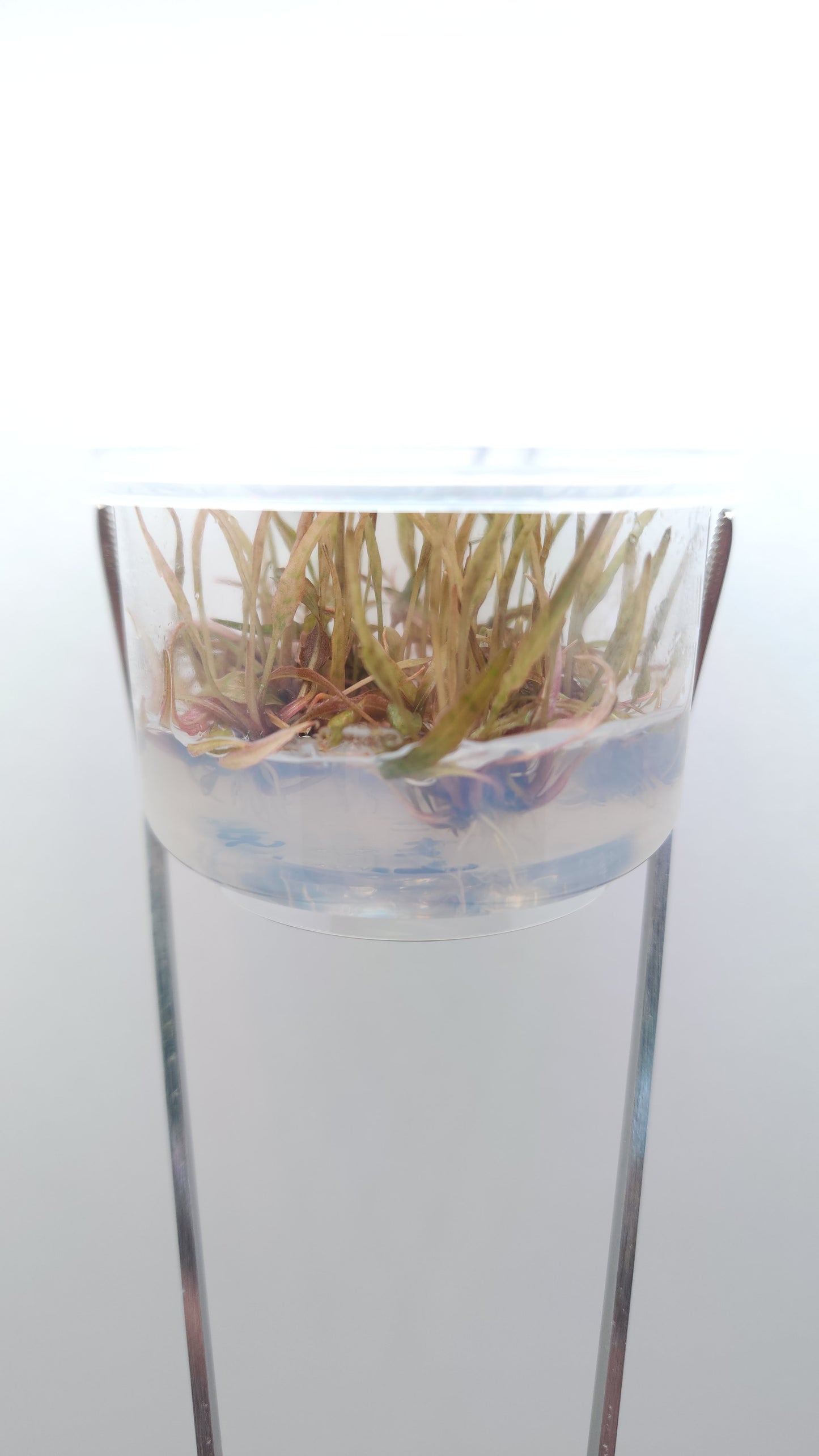 Cryptocoryne ferruginea sekadauensis T/C CUP