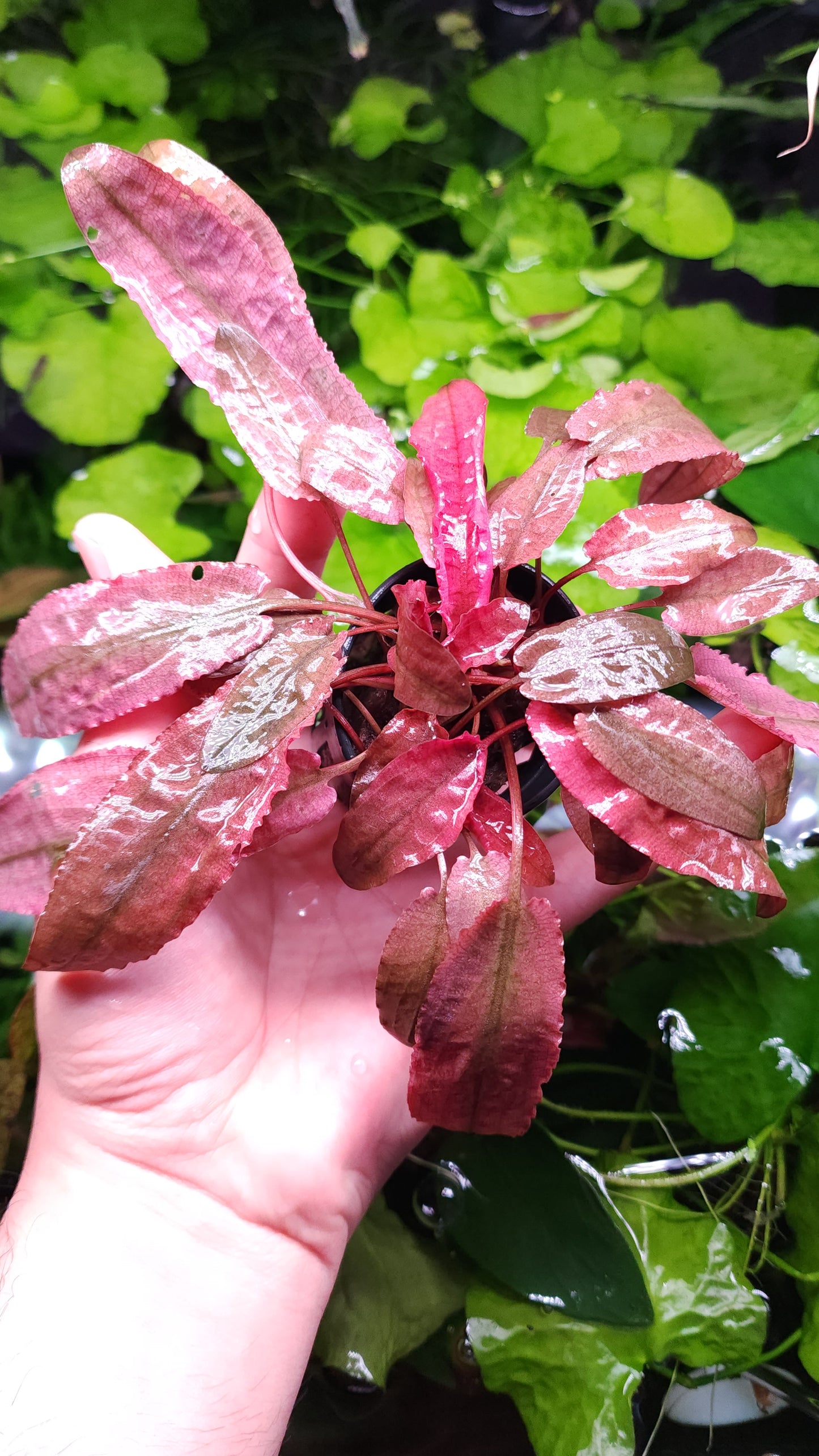 Cryptocoryne Wendtii Flamingo