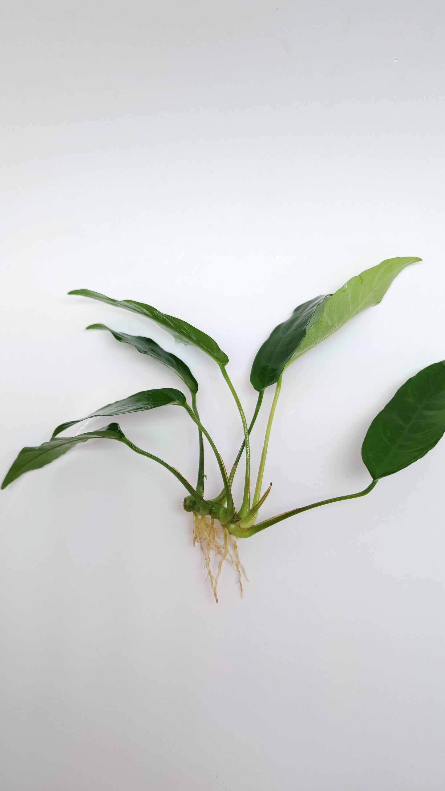 Anubias barteri short and sharp