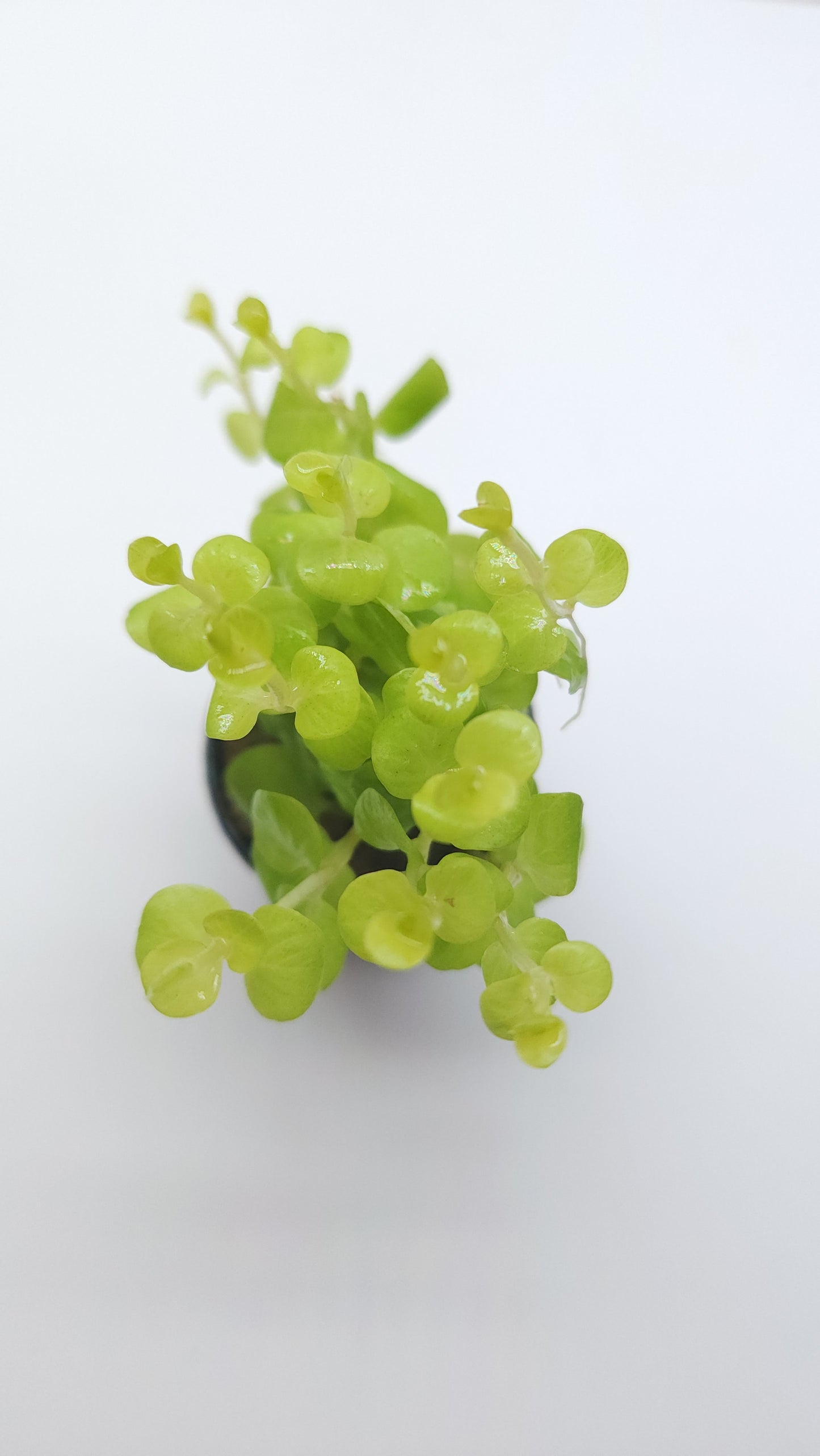 Lysimachia nummularia (Lloydiella golden)