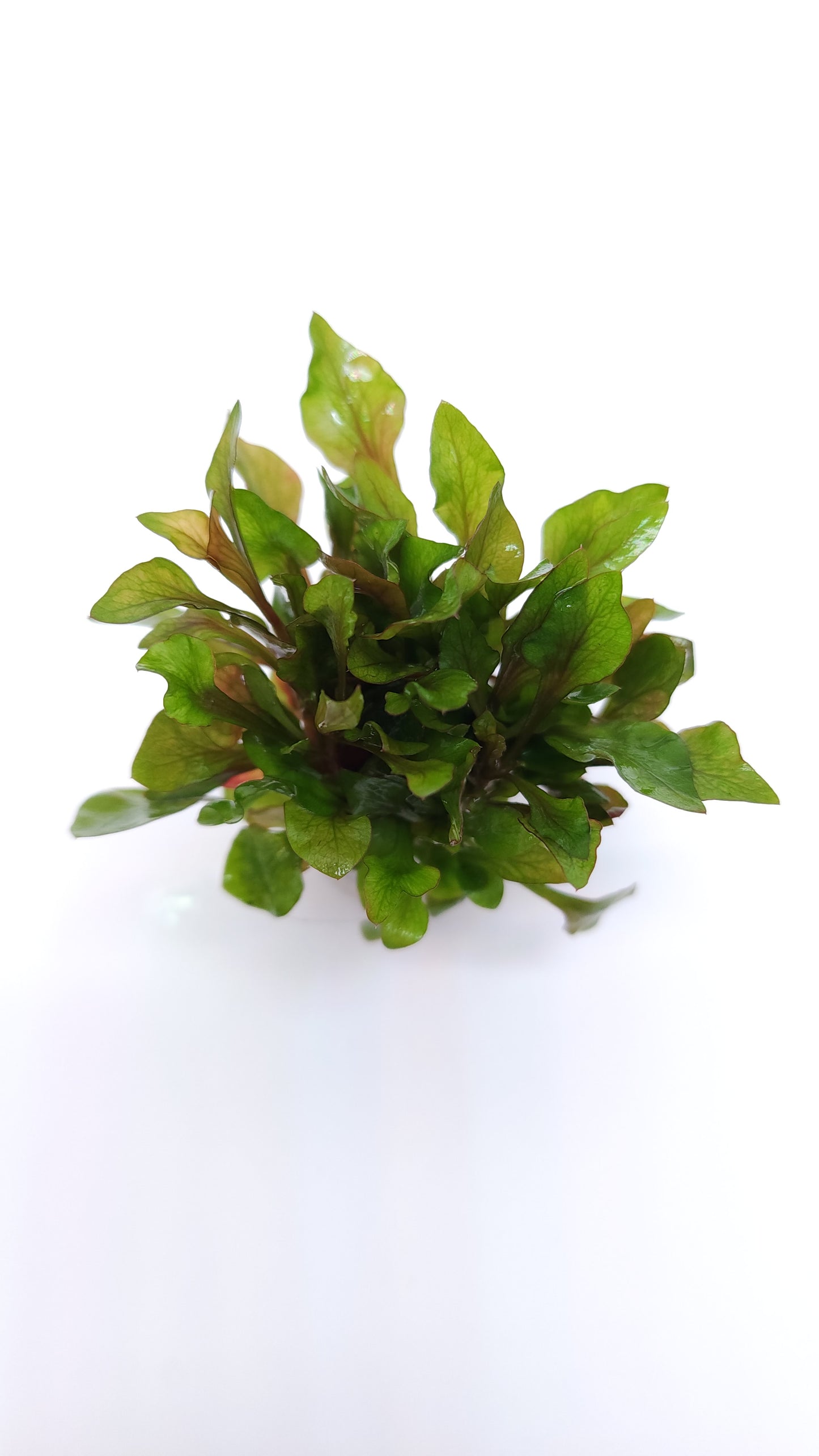 Alternanthera bettzickiana variegatus