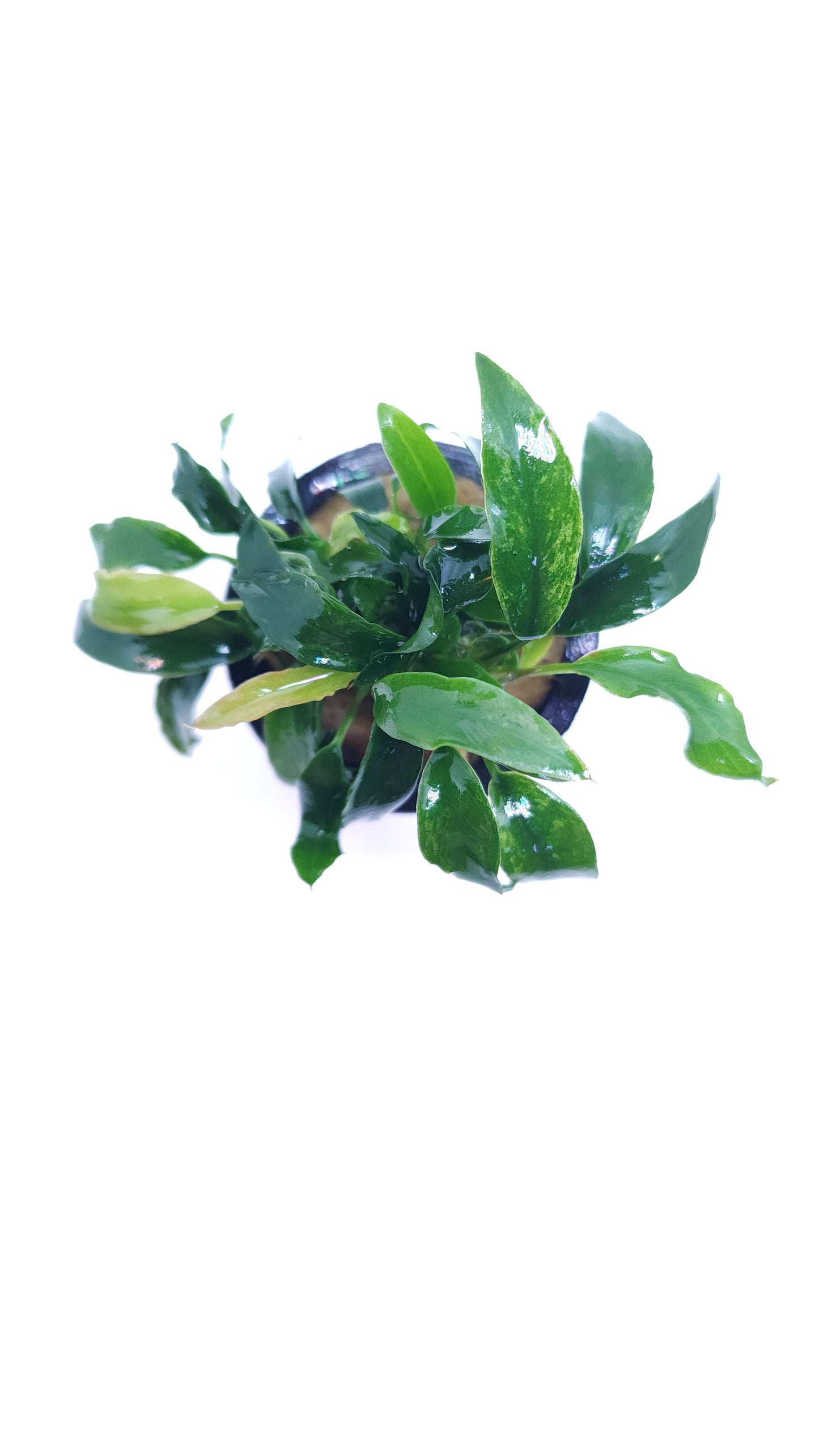 Anubias Chili Jalapeno